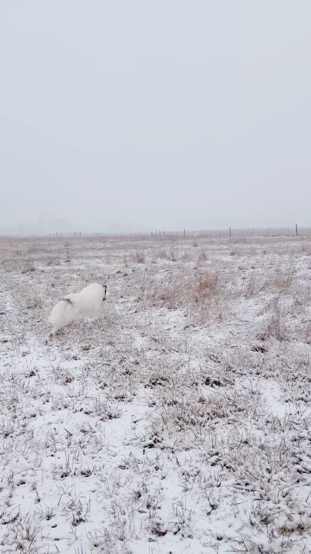 Raineir's Perfect Snow Day Adventure