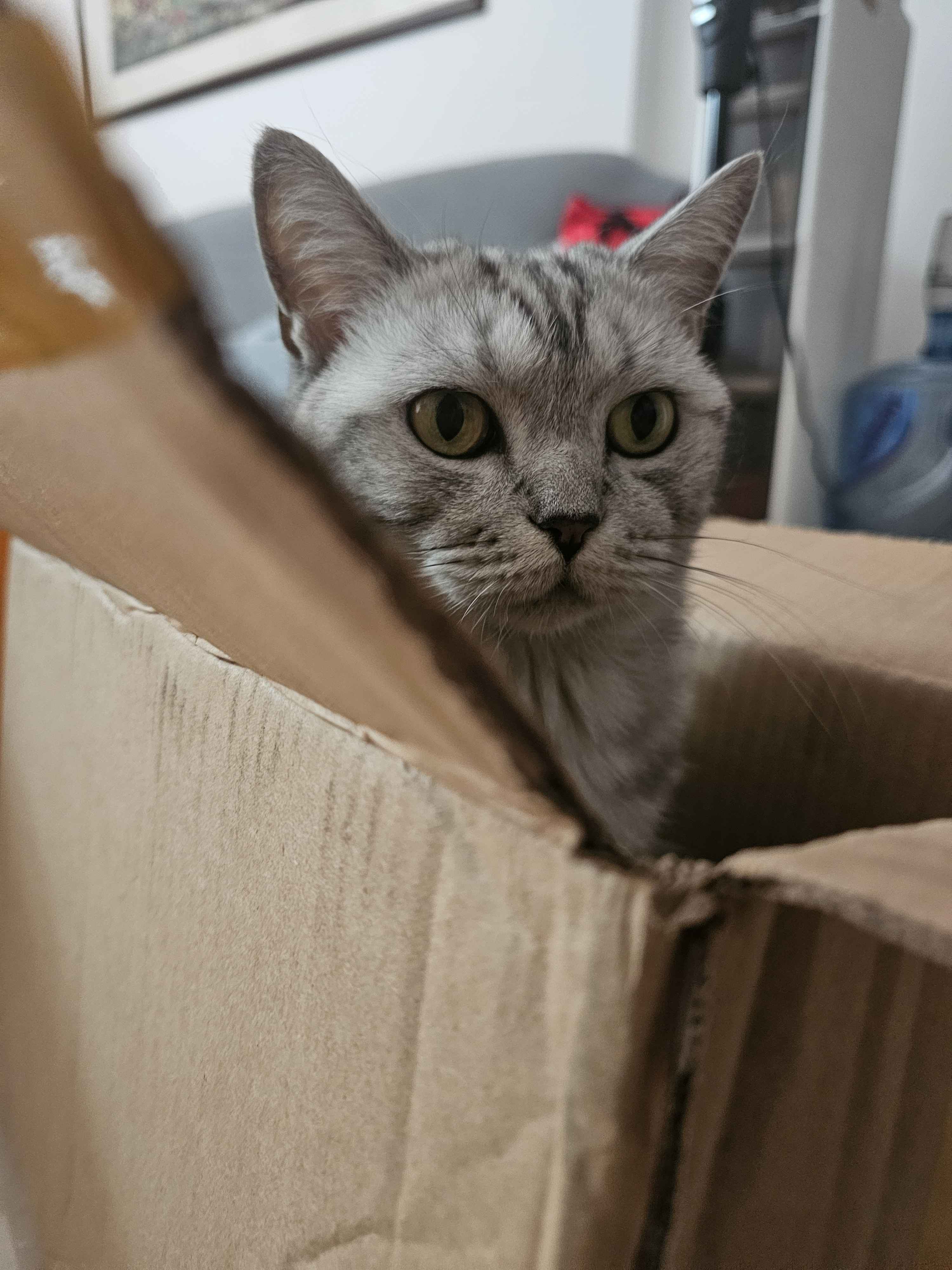 If it fits, it definitely sits: The cat's philosophy