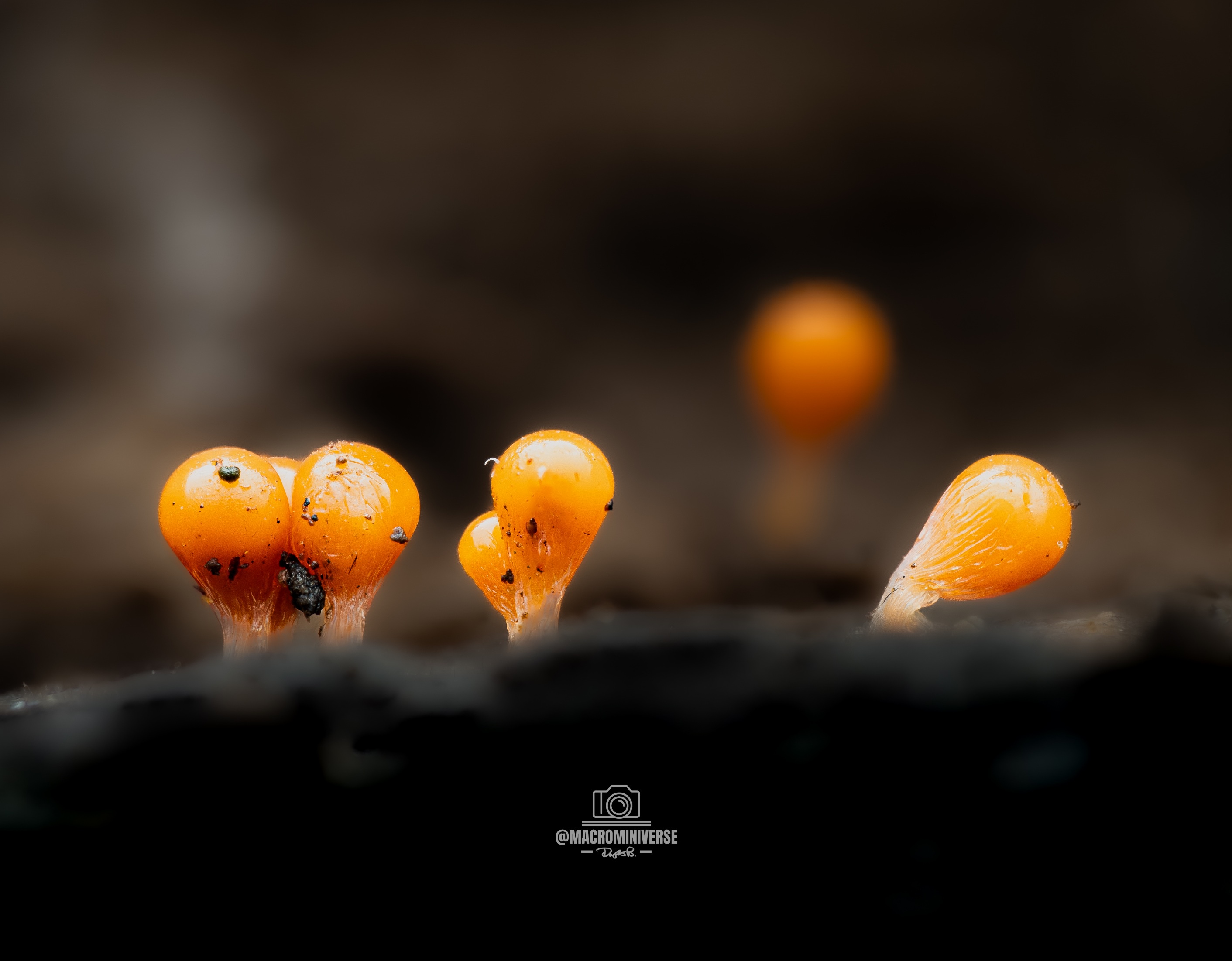 Salmon Eggs (Hemitrichia decipiens) [OC] - A unique find!
