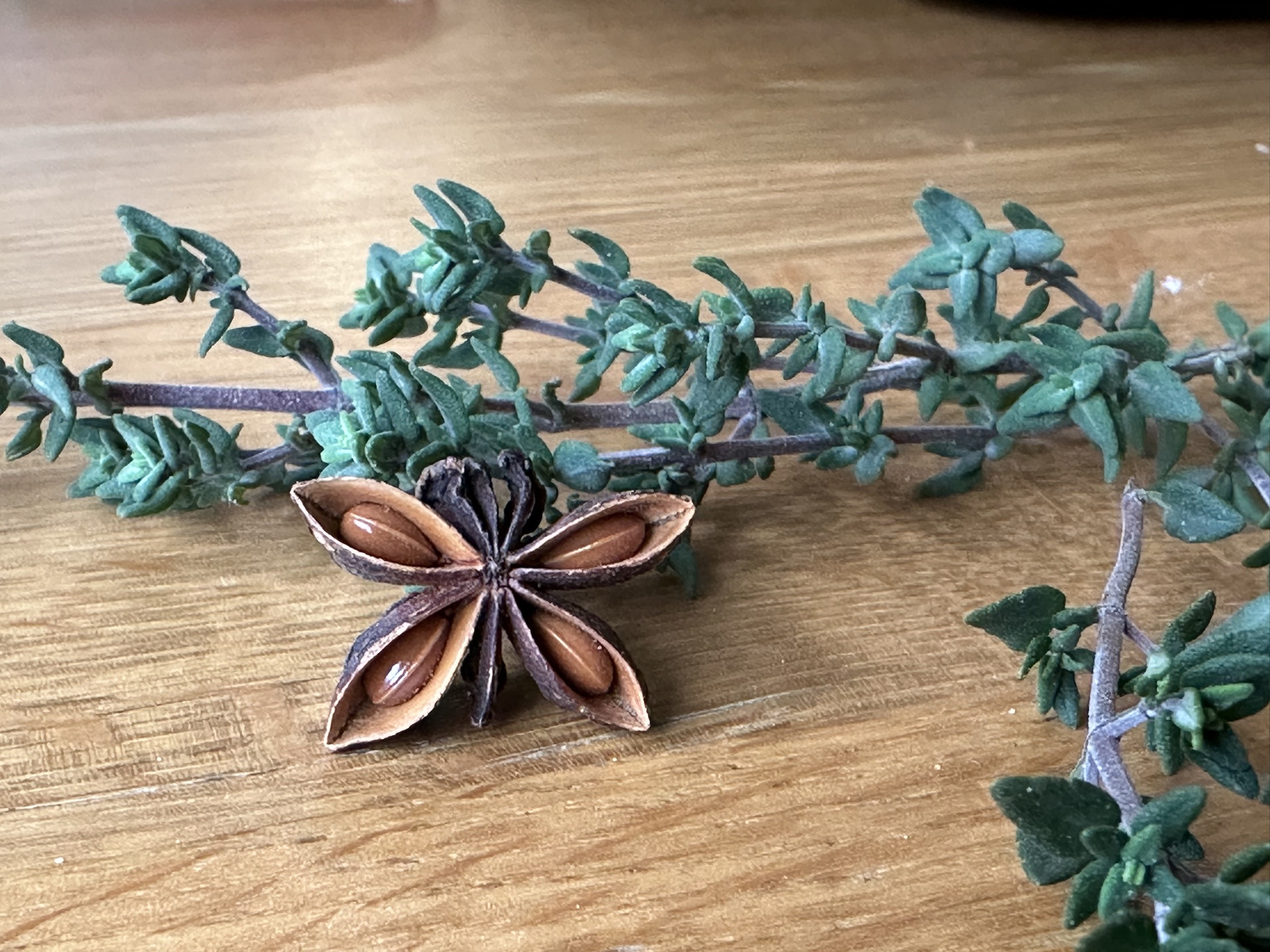The Enigmatic Butterfly Star Anise