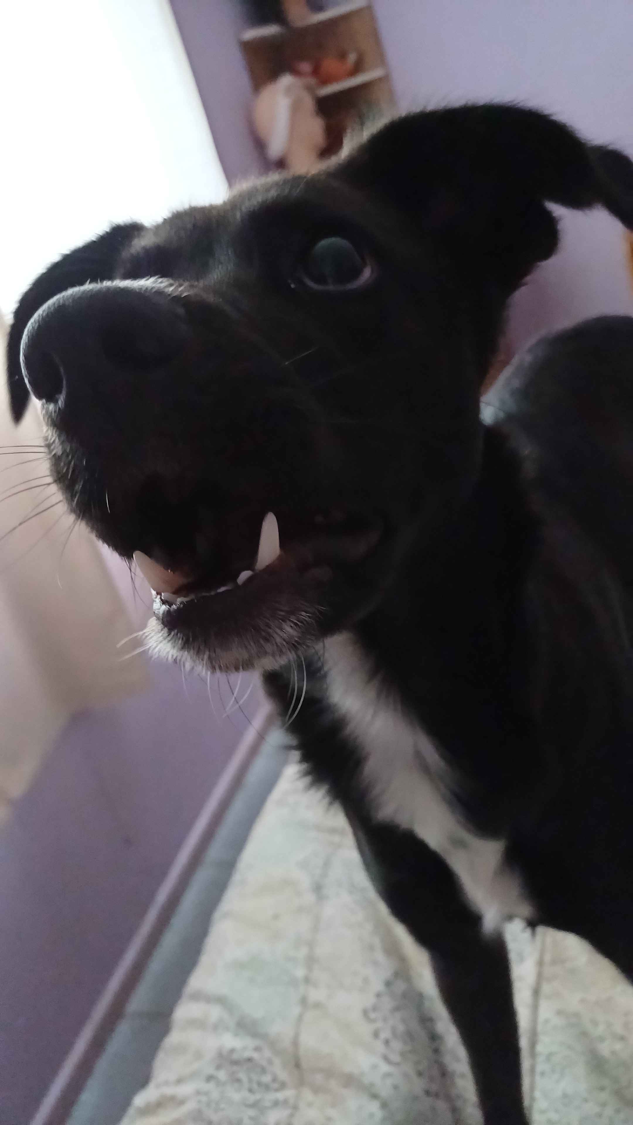 Adorable Alert: Meet the Cutest Dog Ever!