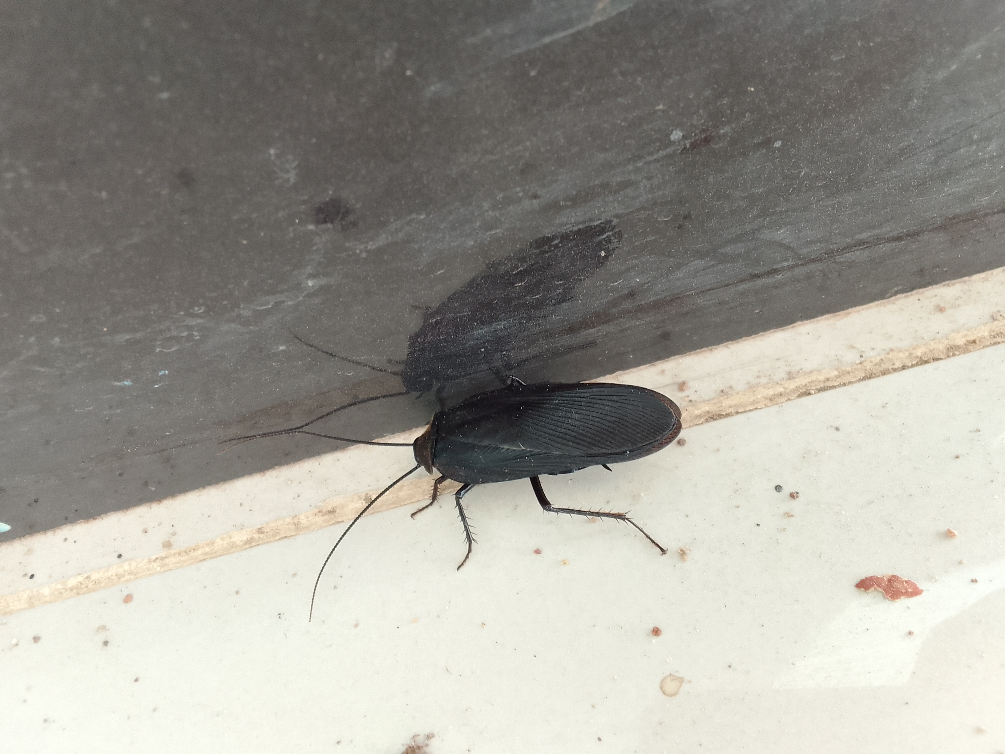 The Enigmatic Cockroach