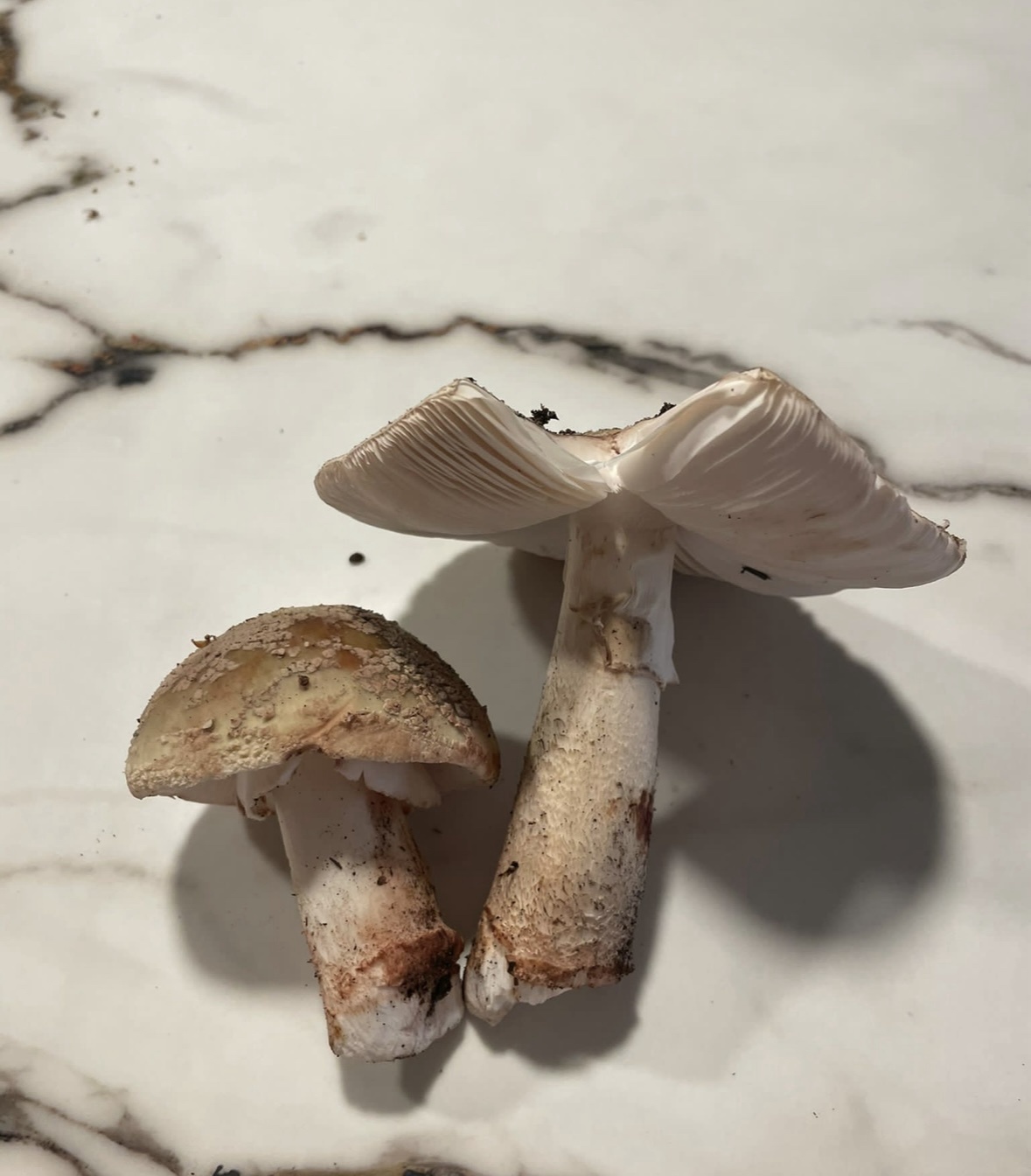 Meet Amanita rubescens: Nature's Hidden Gem