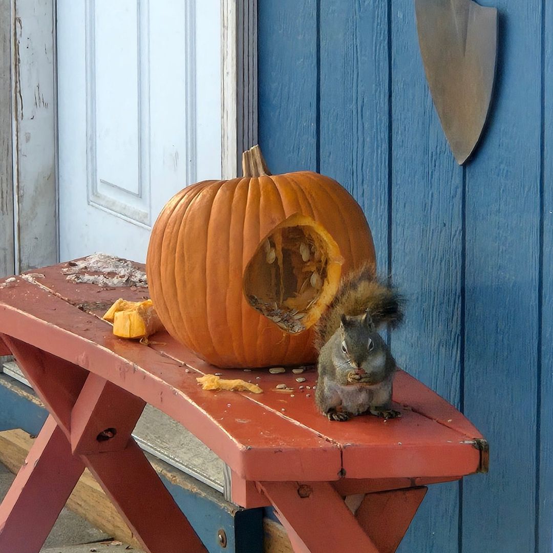 Our Family's Adorable Squirrel Enjoys a Pumpkin Treat