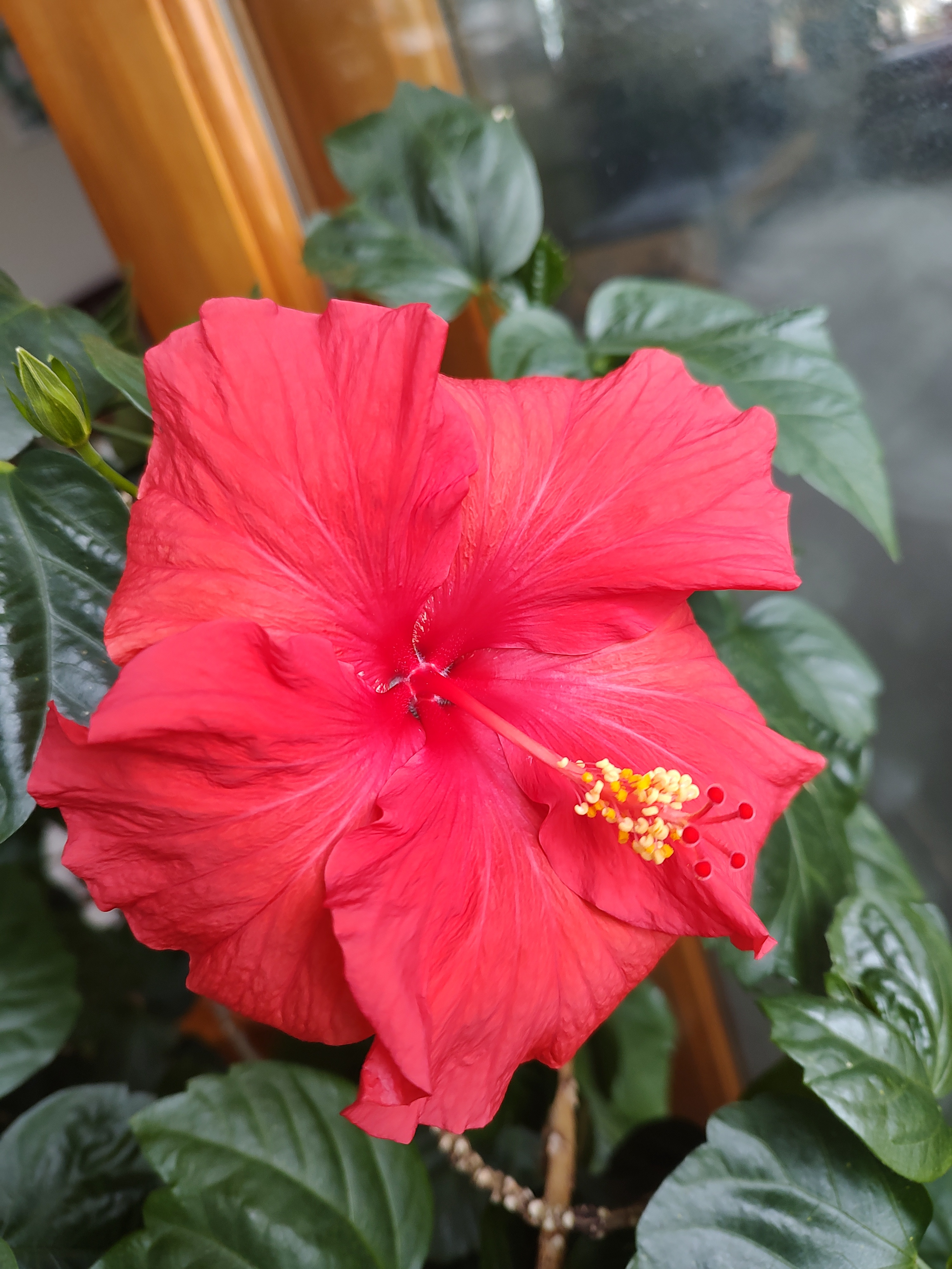 Sending Hibiscus Vibes and Holiday Cheer Today