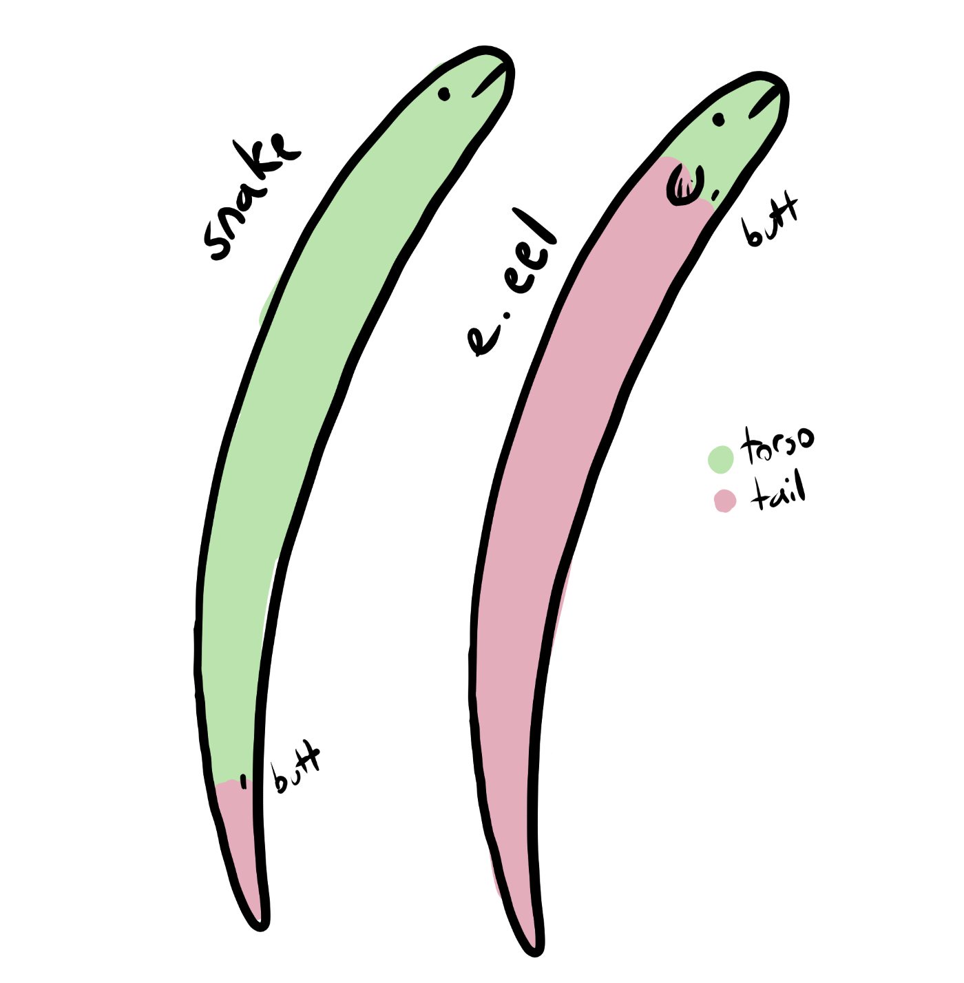 The Epic Showdown: Snakes Take on Eels