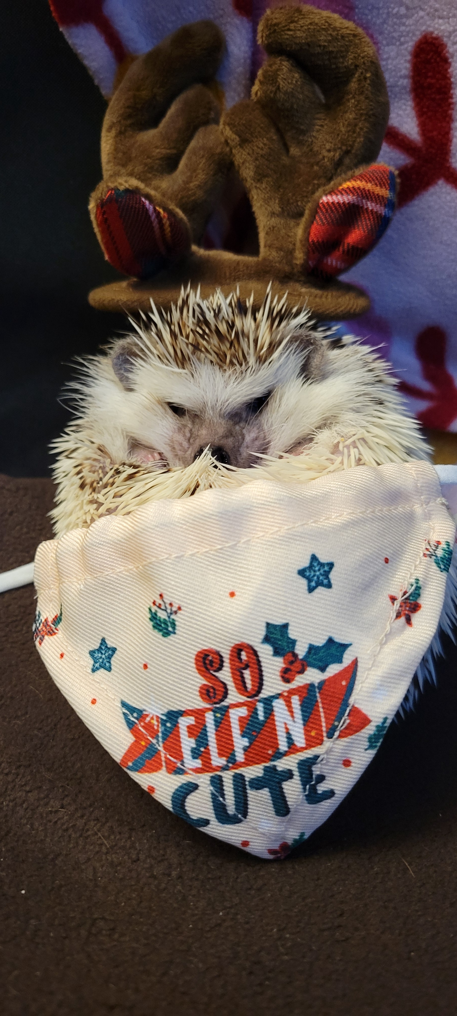 Hedgehog Christmas: Festive Furry Fun