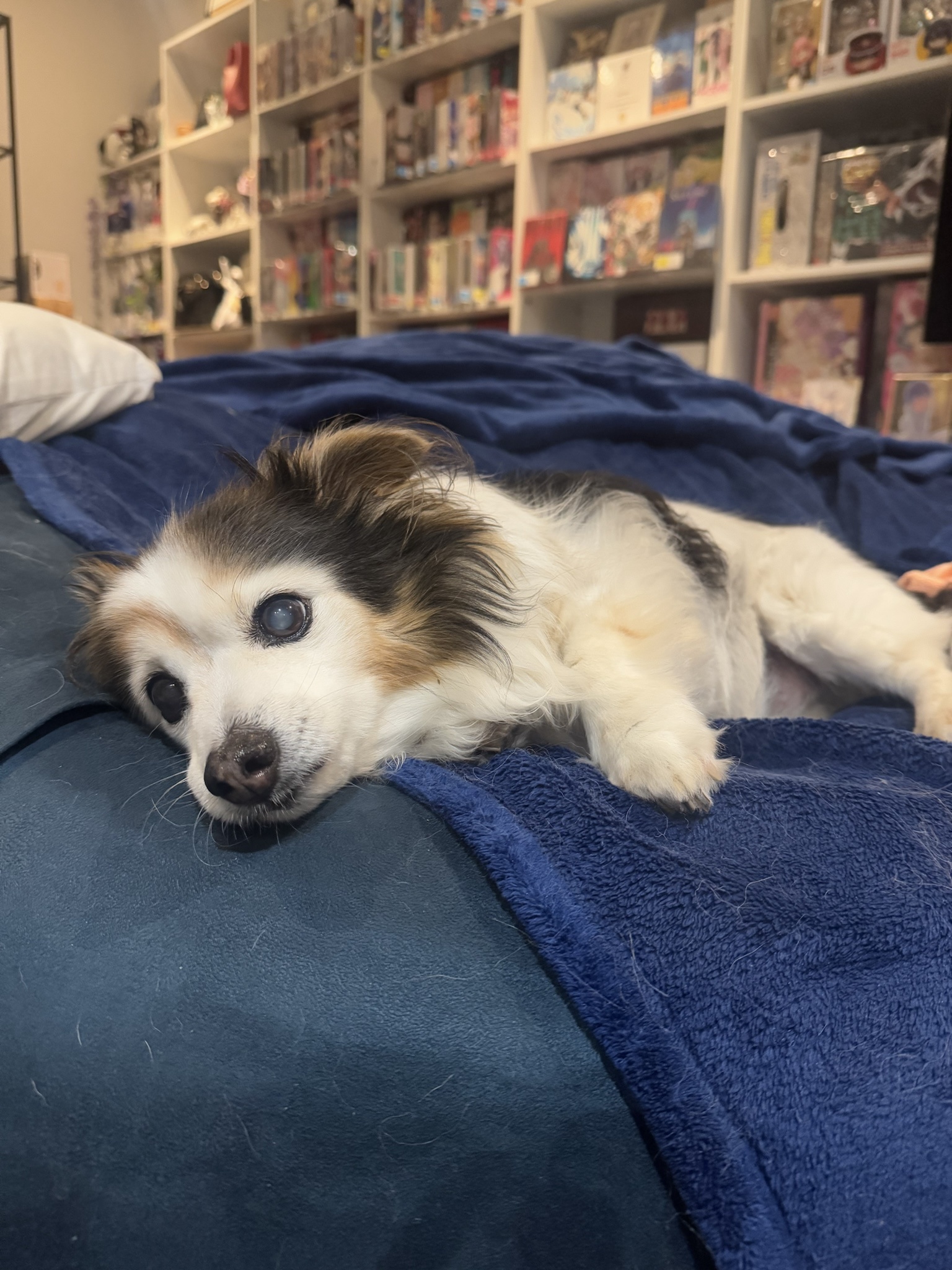 Daily Dose of My Dog Panko: A Photo Series