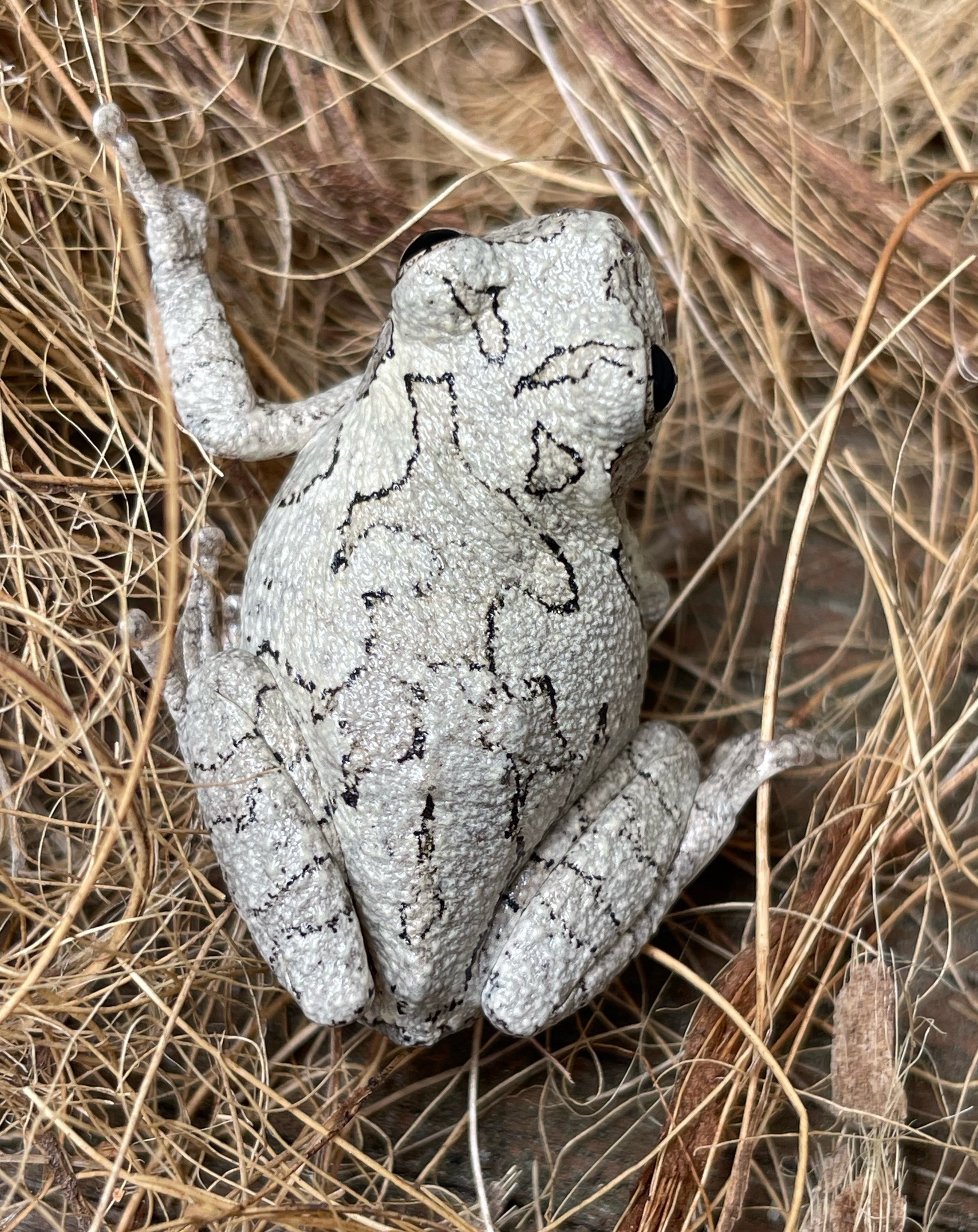 Meet the Charming Gray Tree Frog