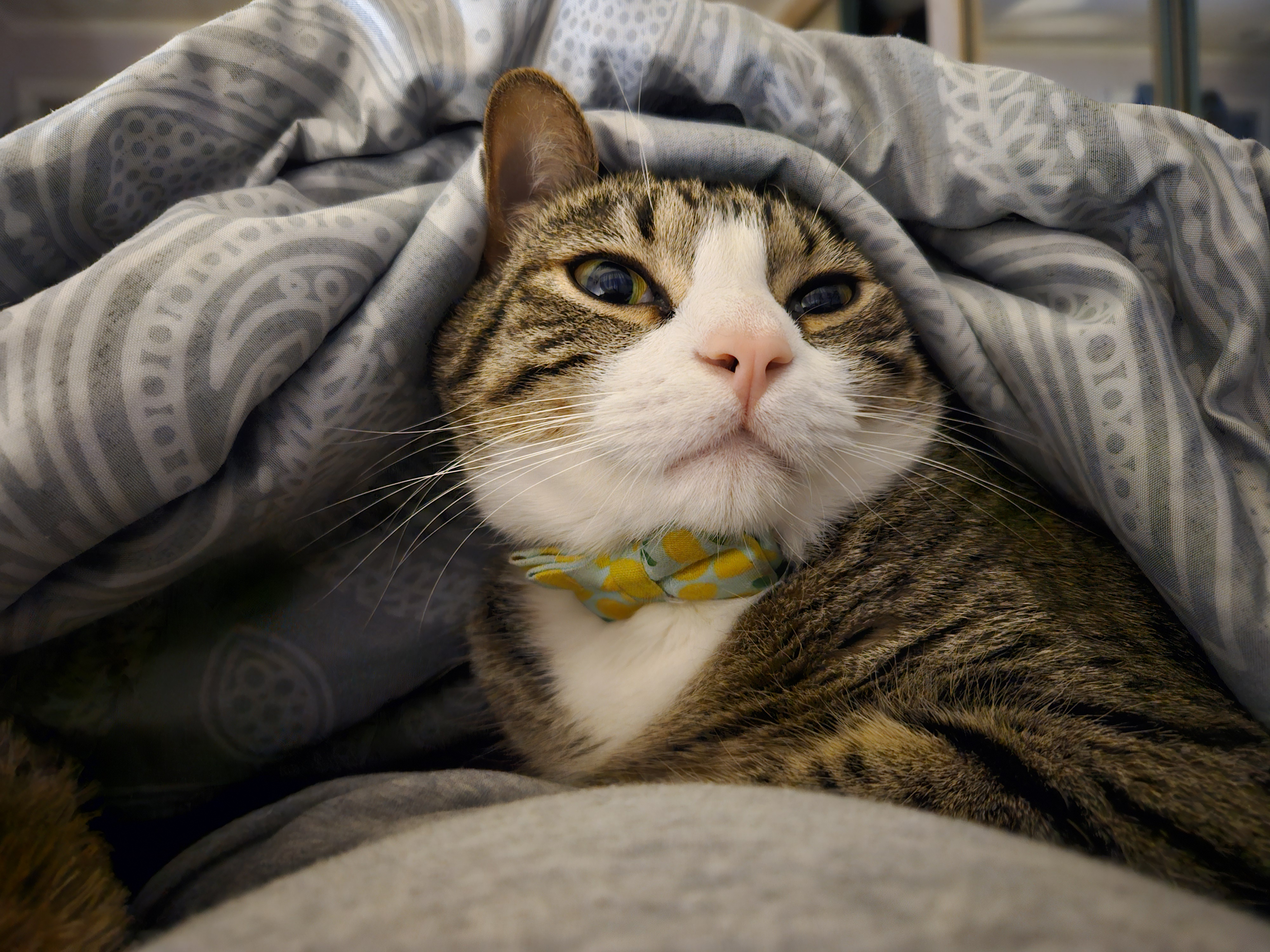 Meet Meatball: The Professional Cuddler