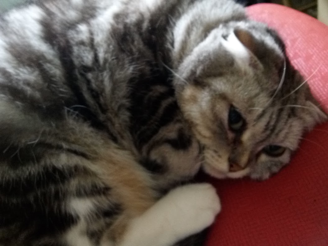 The Cat Chronicles: Another Day, Another Adventure