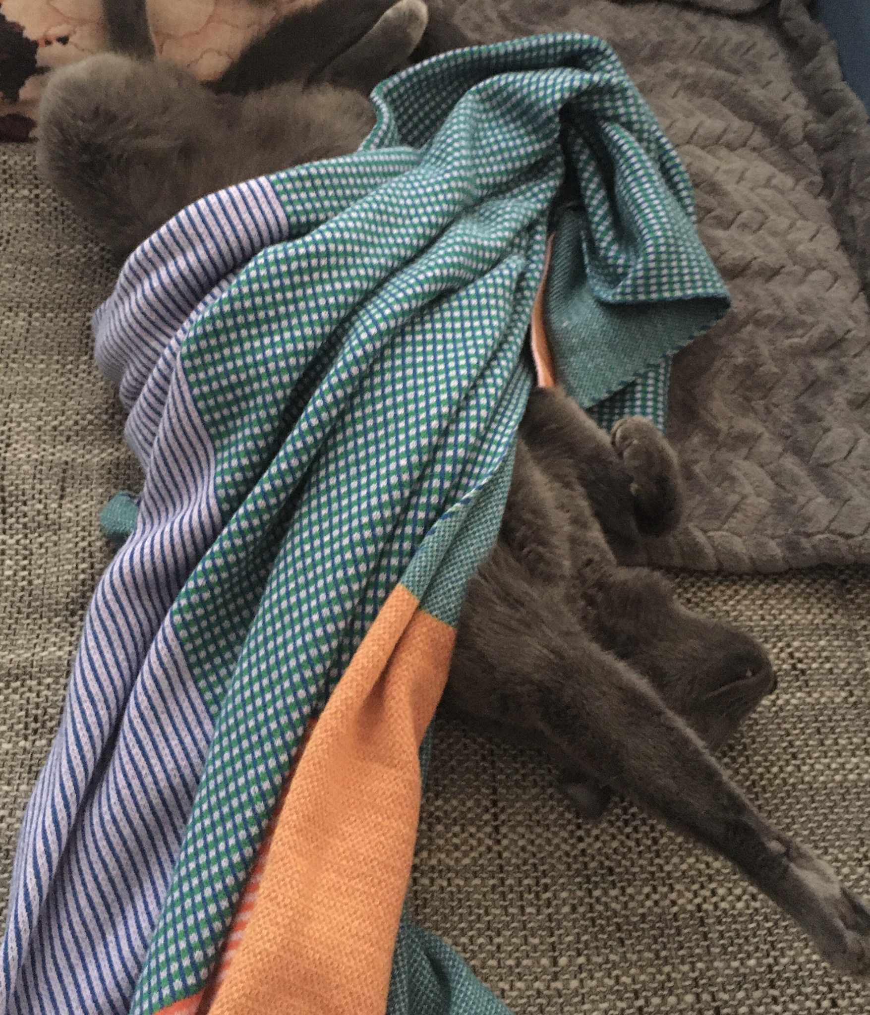 My cat is the ultimate cuddle magnet on this Caturday celebration!