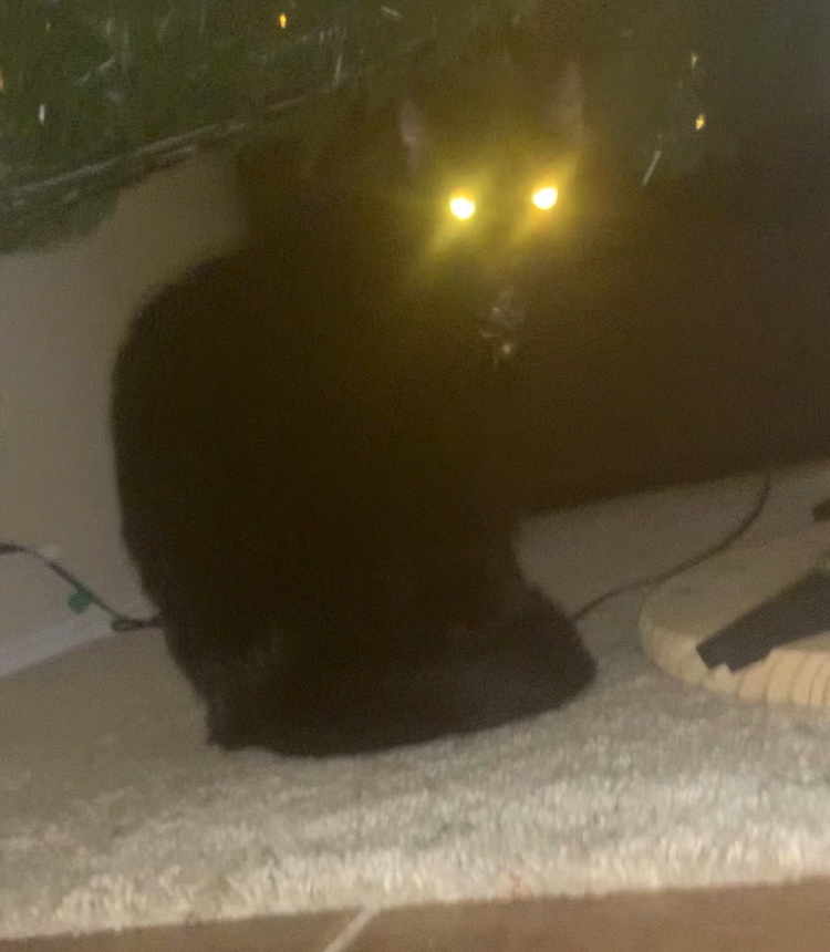 Laser-Eyed Roscoe Can't Resist the Temptation of the Tree