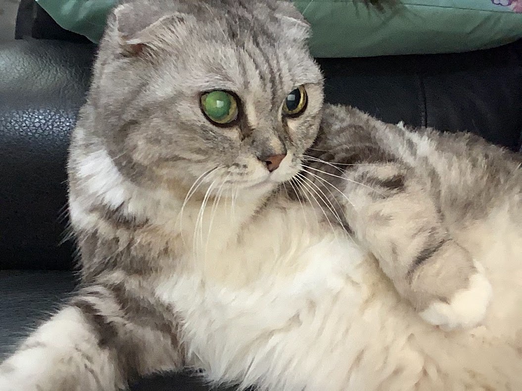 Adorable feline friend