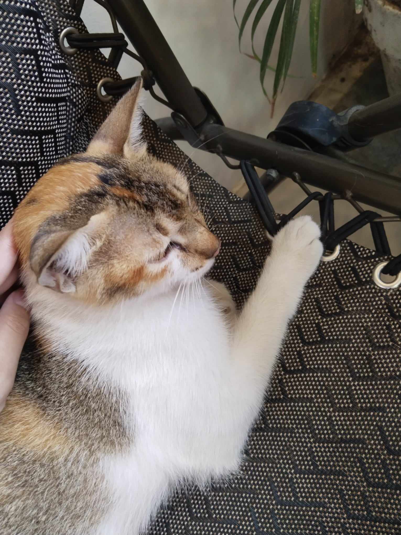 Meet the Friendly Stray Cat That Roams My Neighborhood