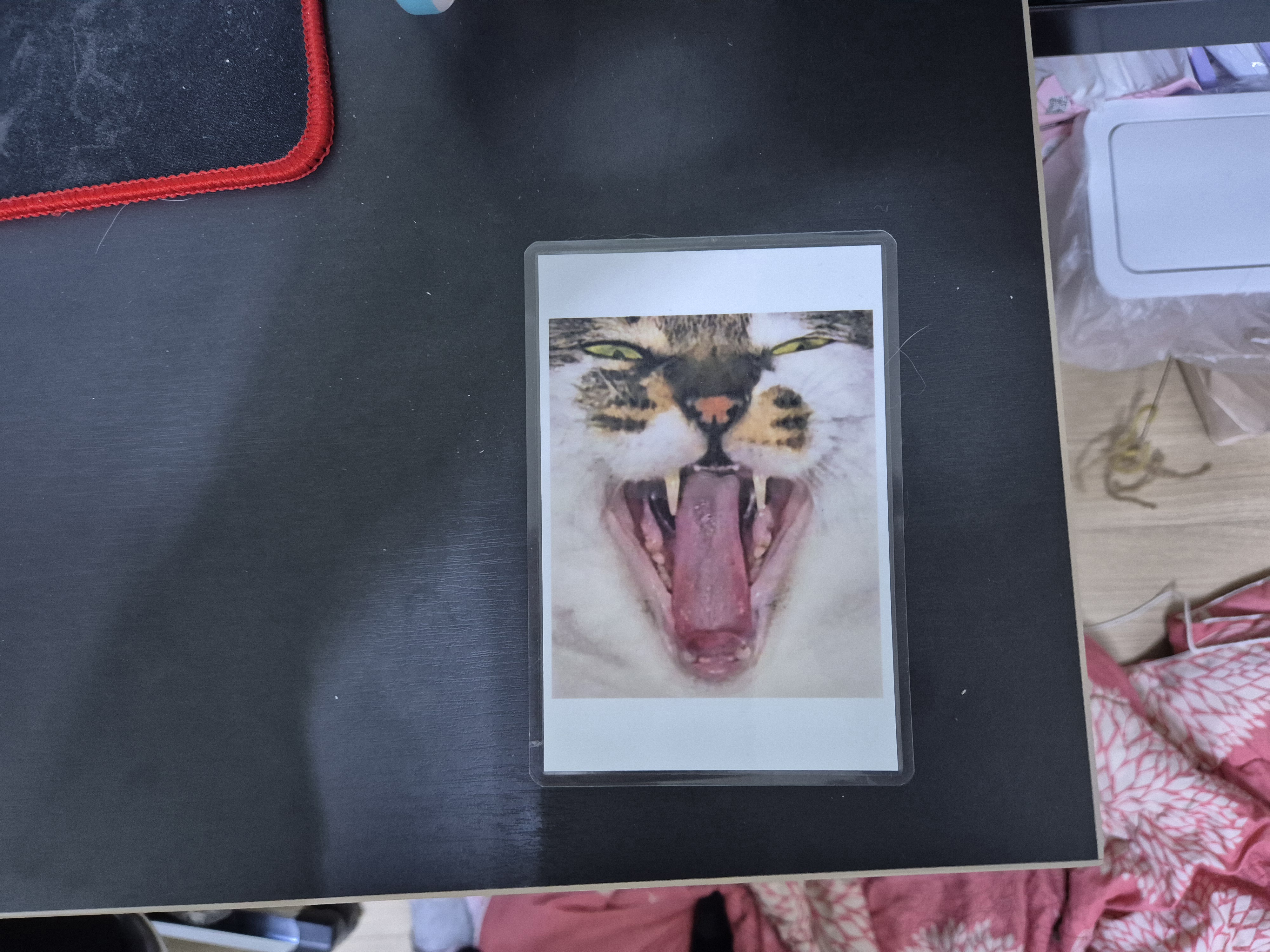 I Created a Hilarious Cat Photo and Displayed It on My Desk