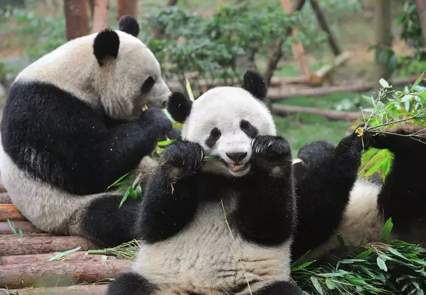 Join the SF Zoo as Assistant Curator of Giant Pandas: Must Love Bamboo and Have 5 Years of Experience!