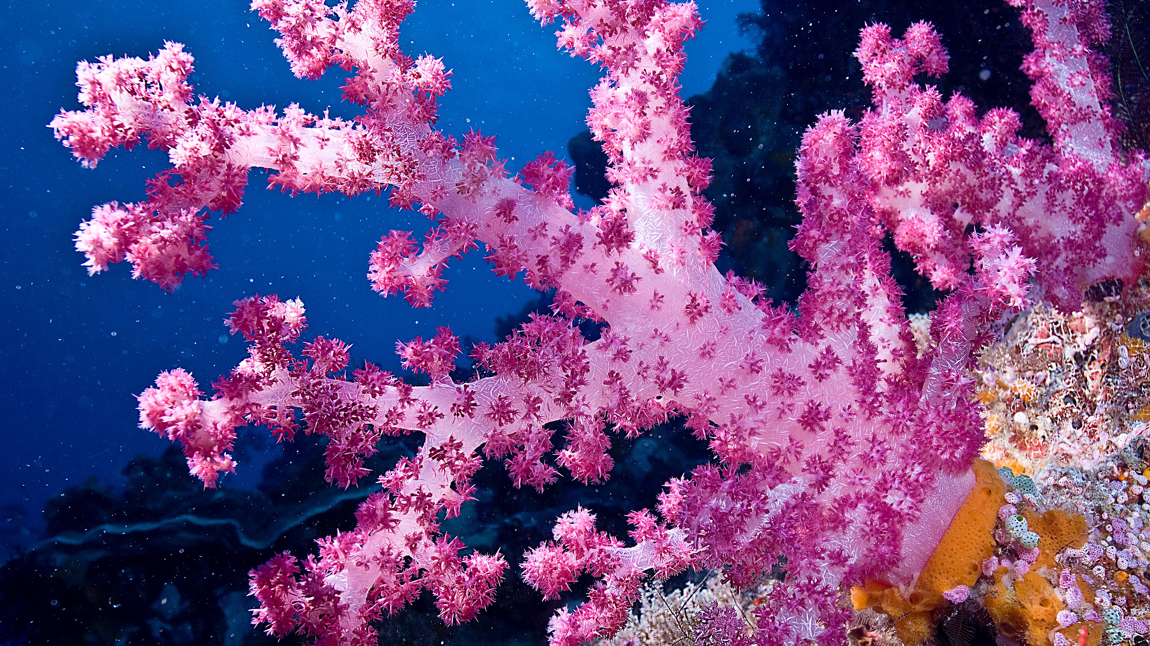 Discovering the Unique Beauty of a Benthic 'Blossom'