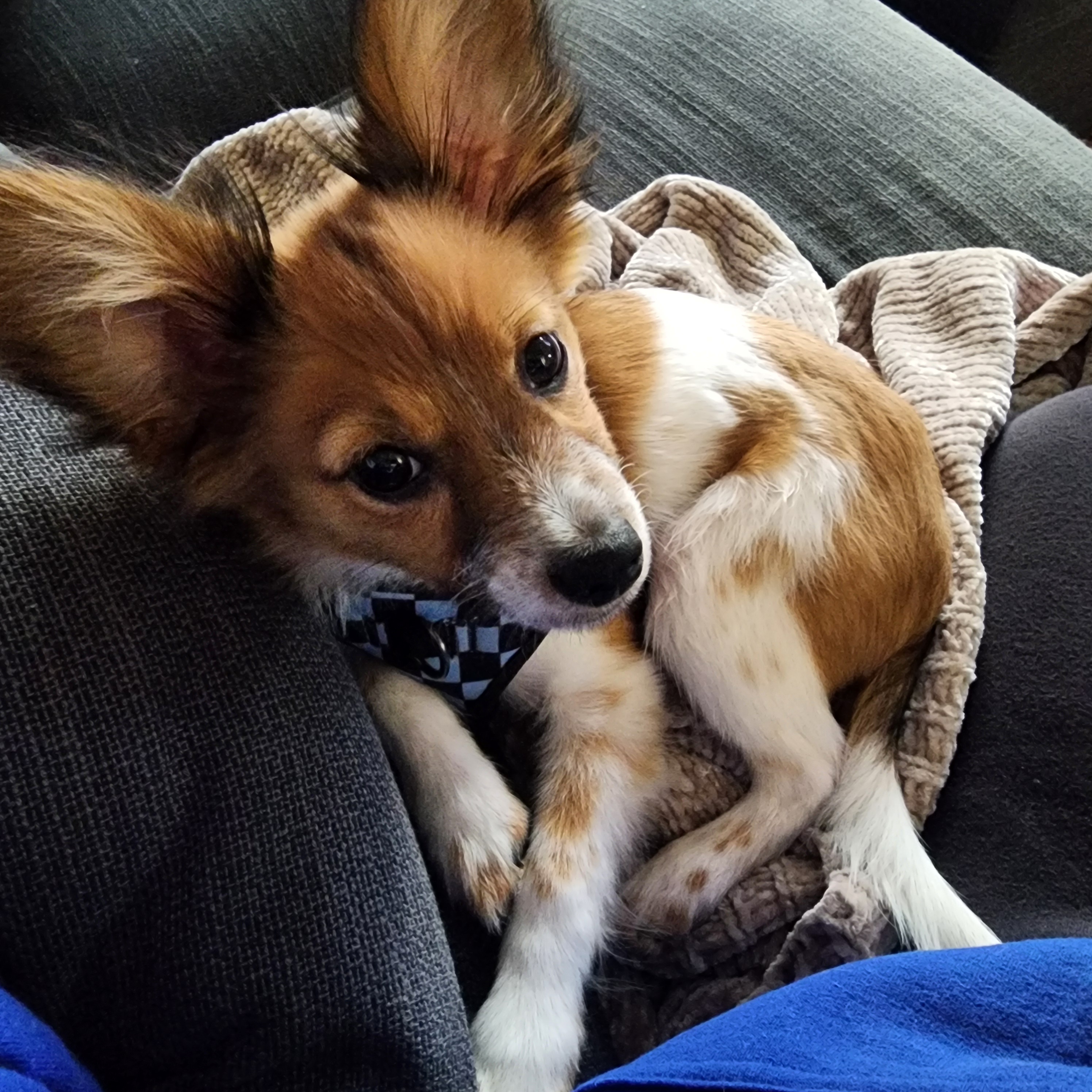 Meet Baby Charlie: The Cutest Little Trouble Maker