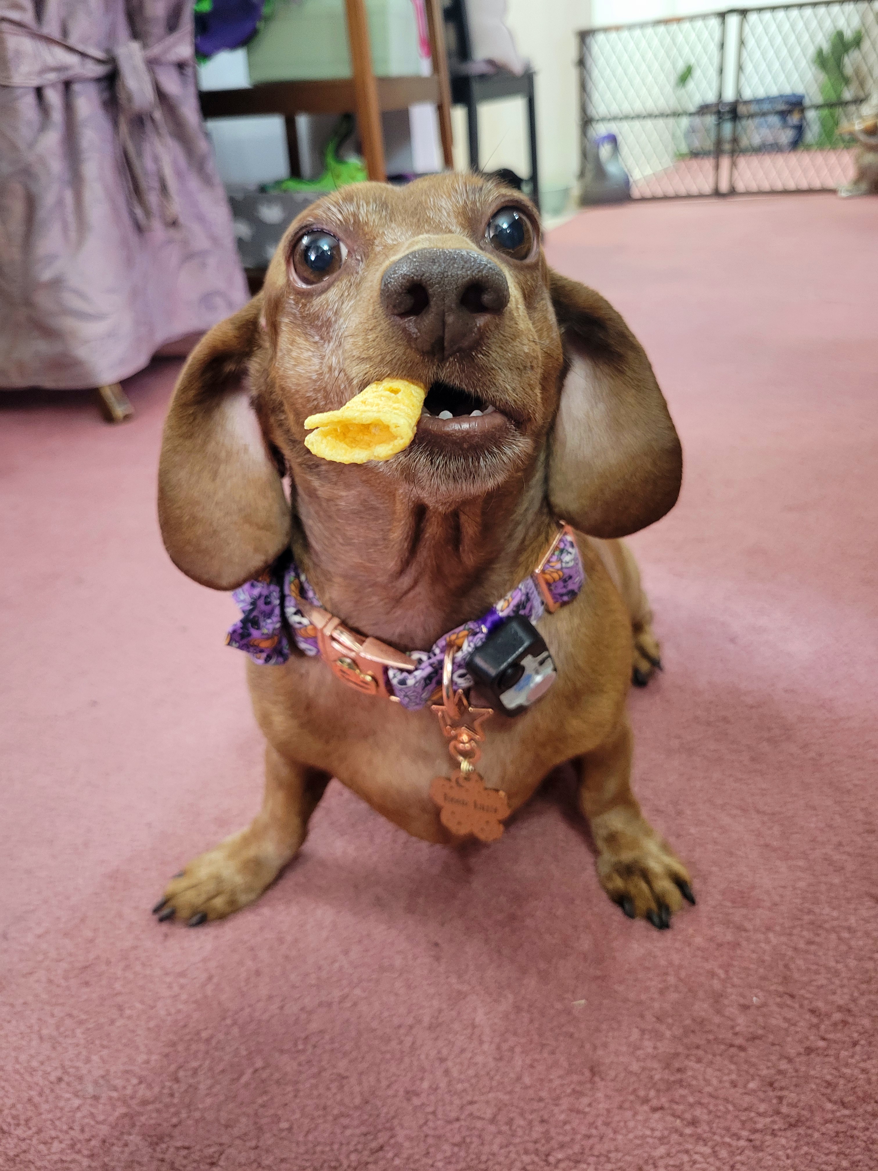 Meet my adorable pup, Tiger Lilly #673