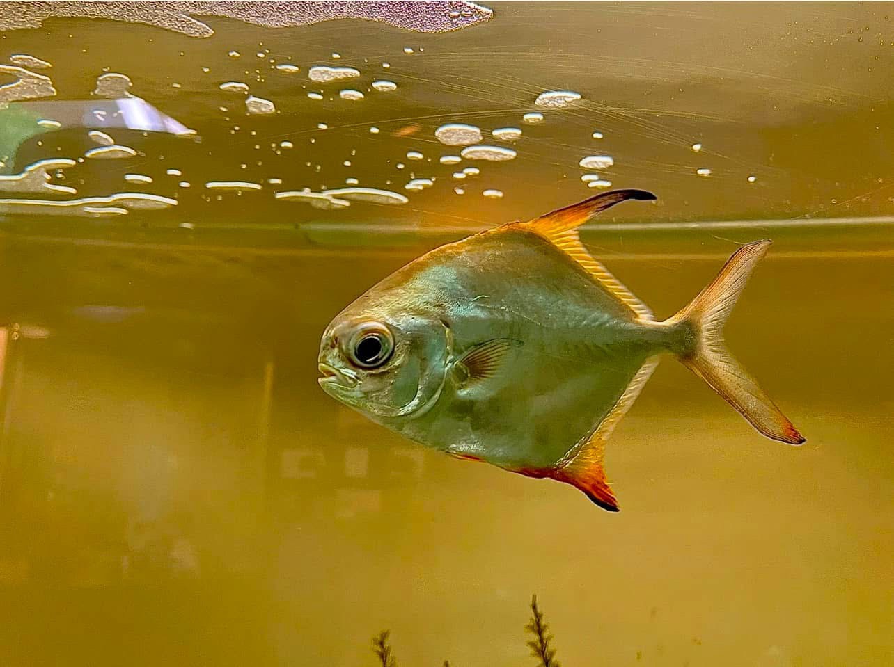 Underwater Wonders: The Fascinating World of Fish