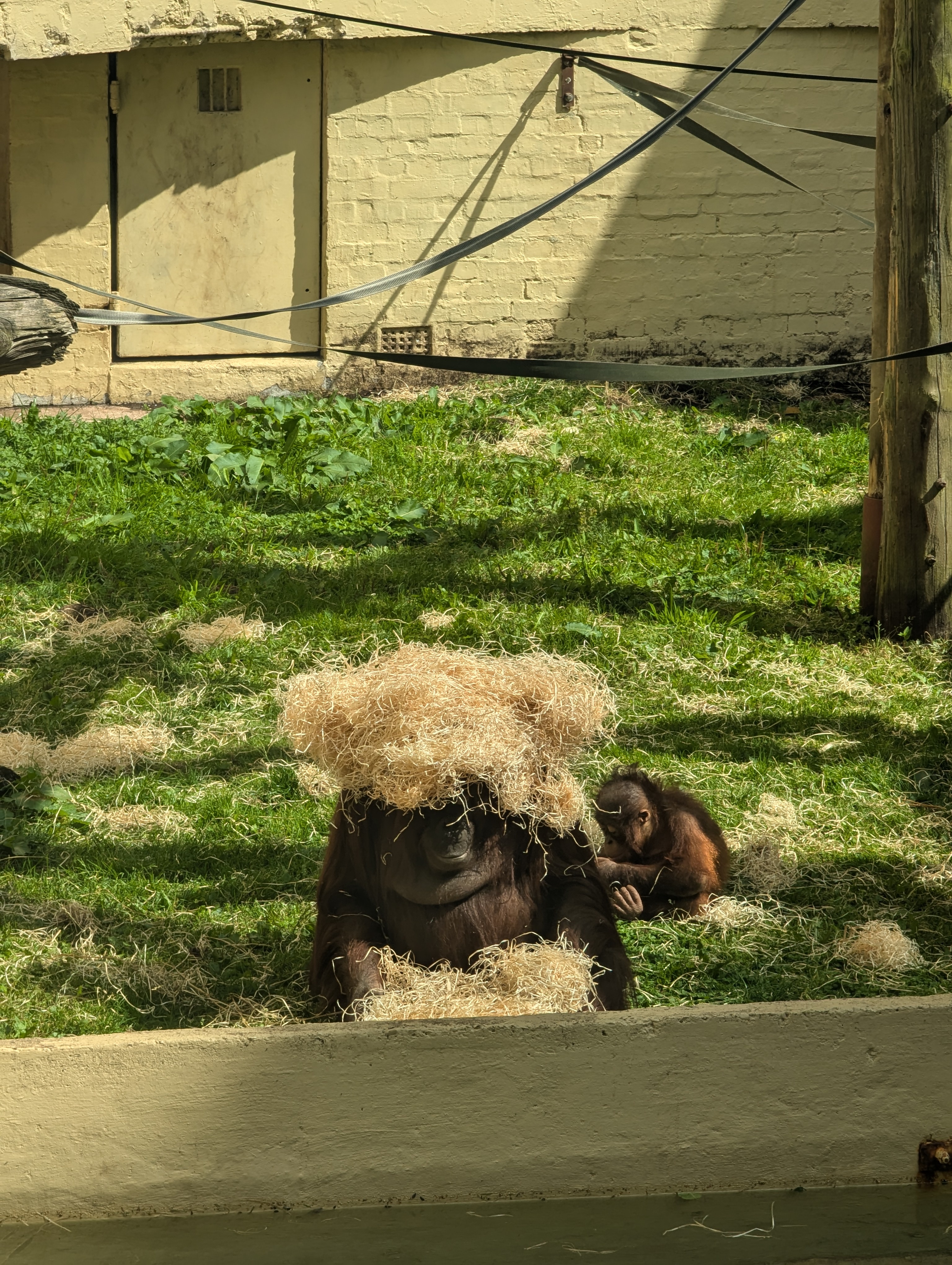 Orangutans Having Fun at the Zoo :)