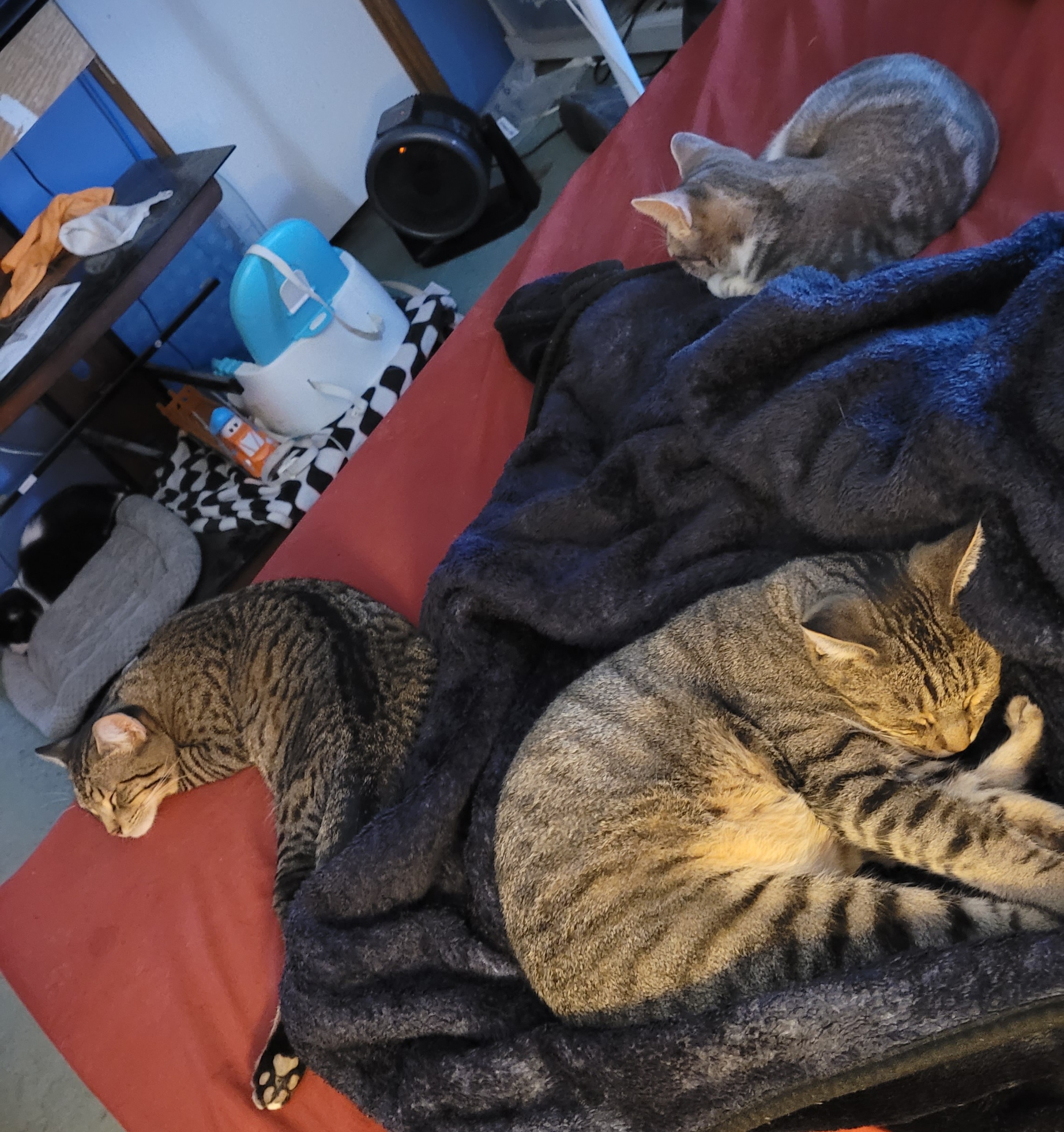 Chilly Weather, Cozy Vibes: Perfect Together