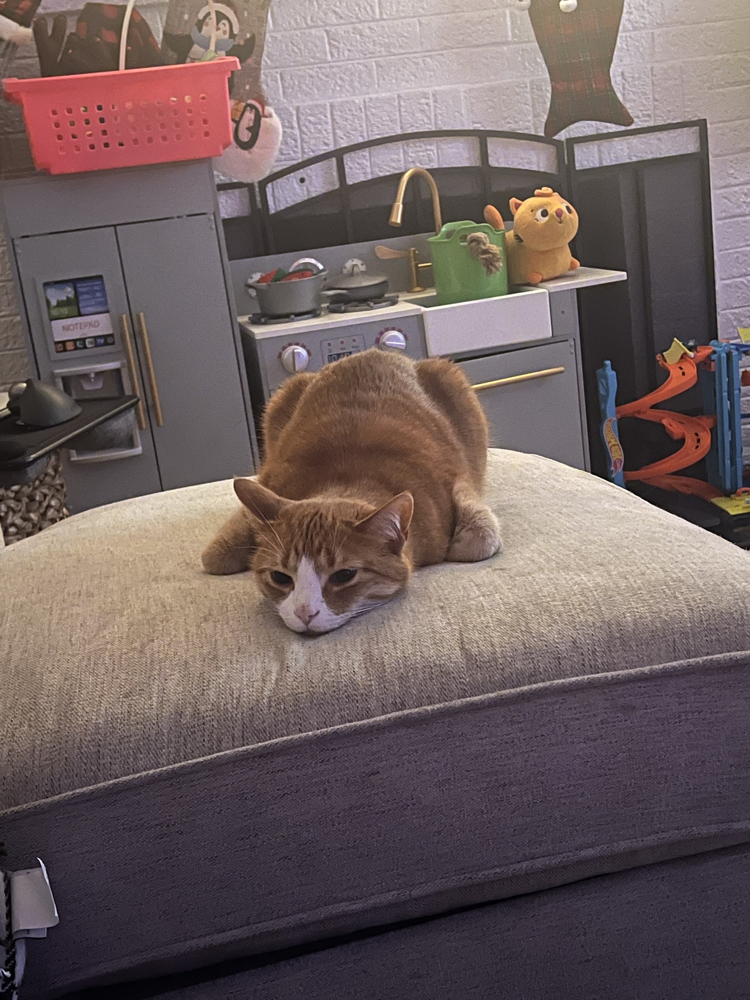 The Thanksgiving Turkitty: A Feast for the Eyes!