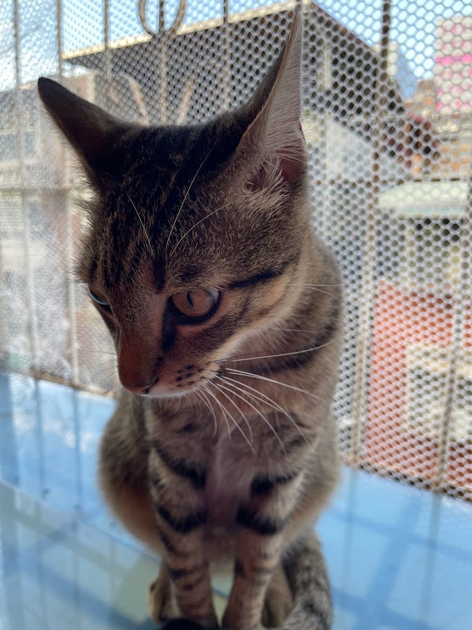 Feline Friend Alert!