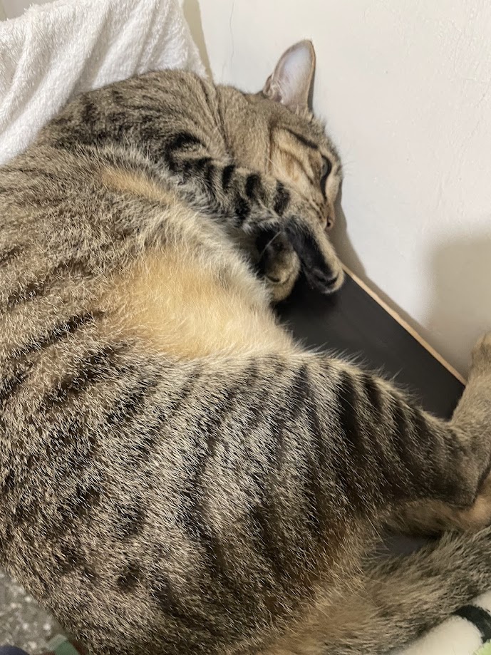 Adorable Cat Moments