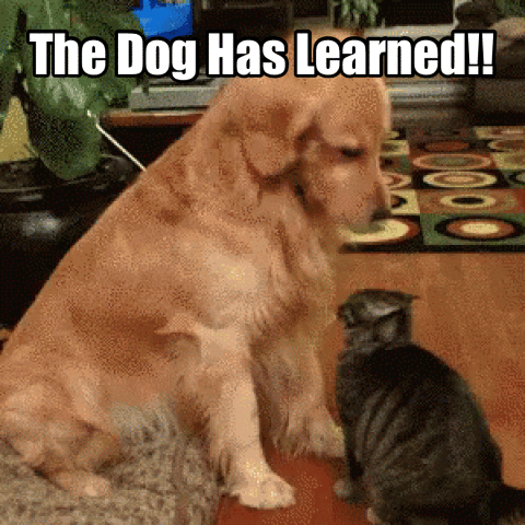 The Genius Pup: A Dog with Smarts
