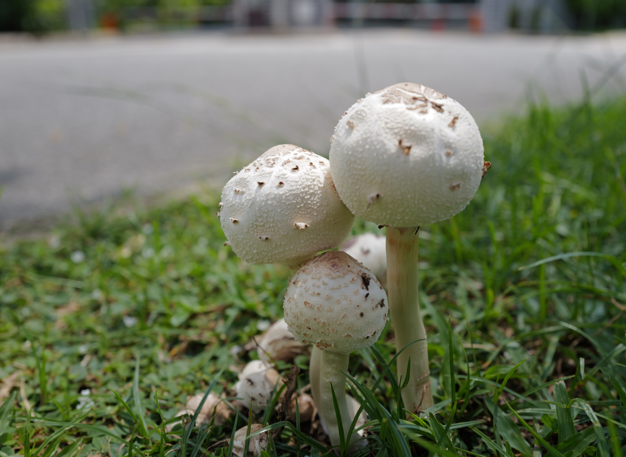 Exploring the Fascinating World of Mushrooms
