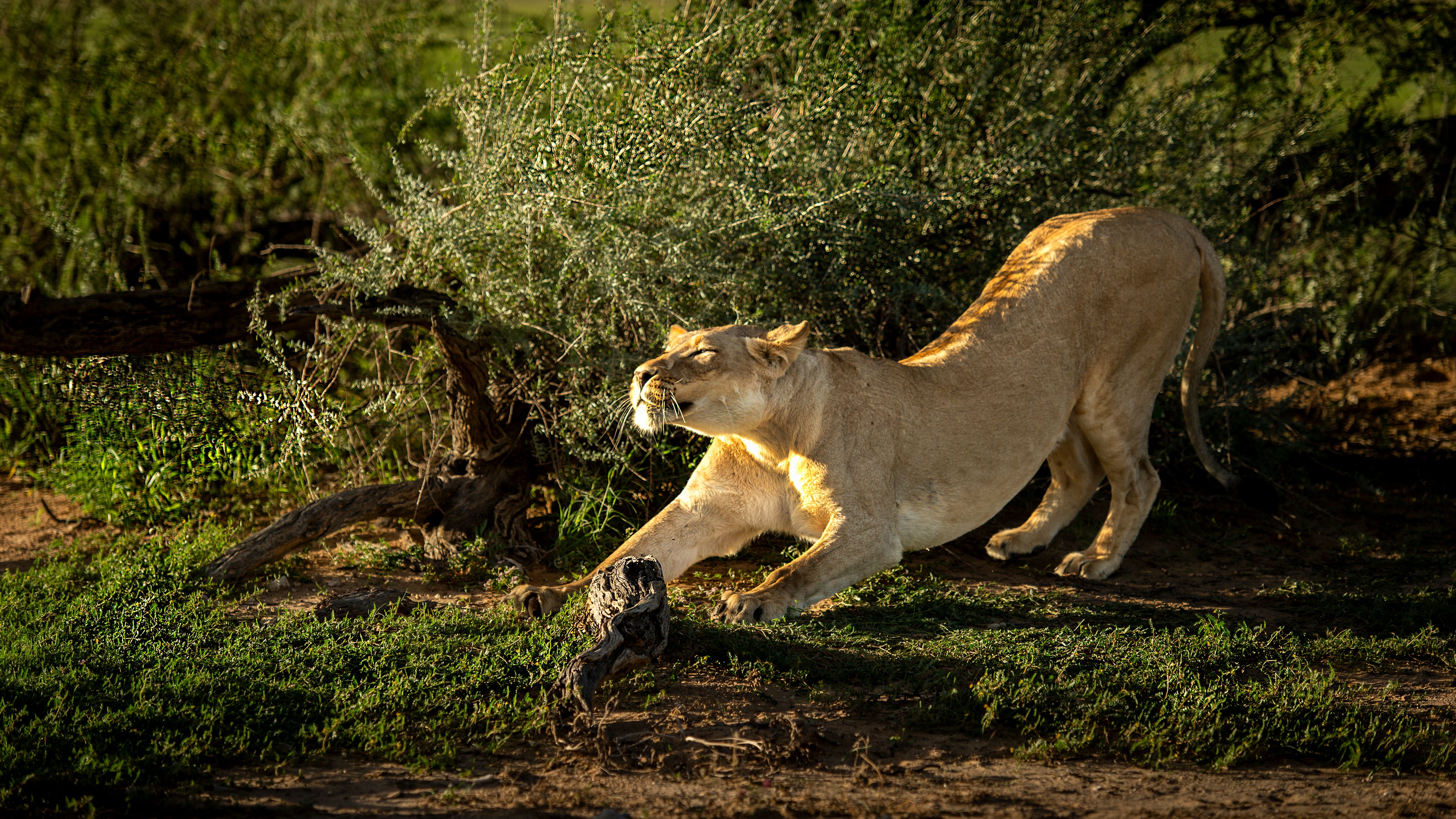 The Majestic Lioness: Embracing Summer Vibes