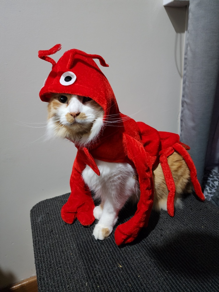Ahhhh, It's a Rock Lobster Extravaganza!