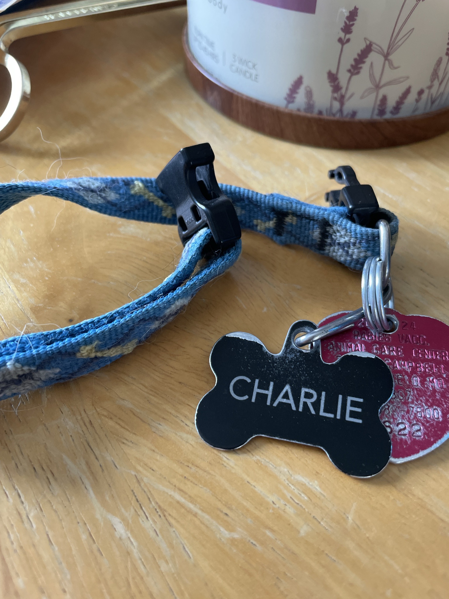 In memory of Charlie, the best dog ever: February 20th is now King Charles Day, and I’m ready to spoil every pup I meet!