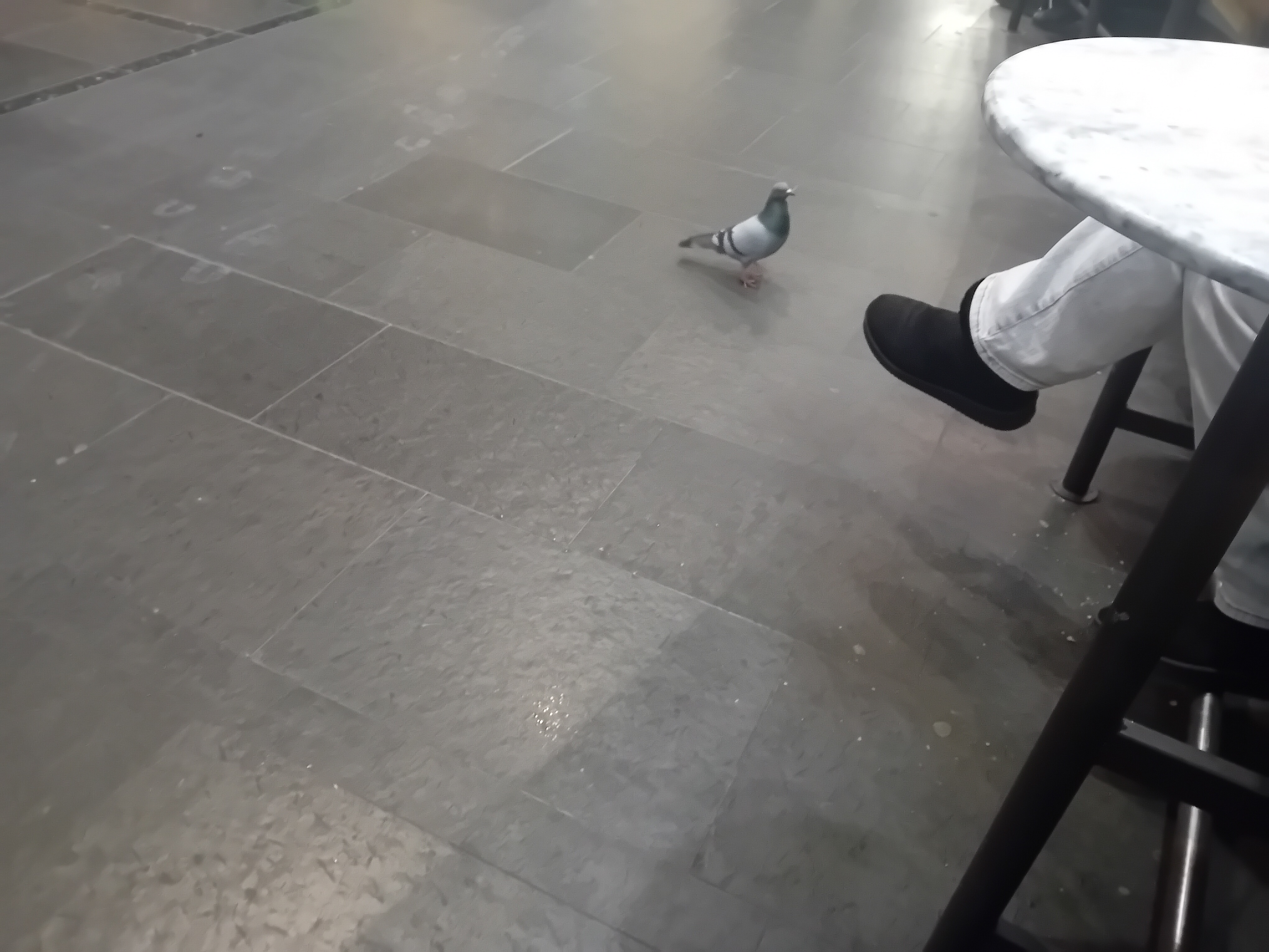 There's a pigeon at the airport, patiently waiting for a foreign friend!