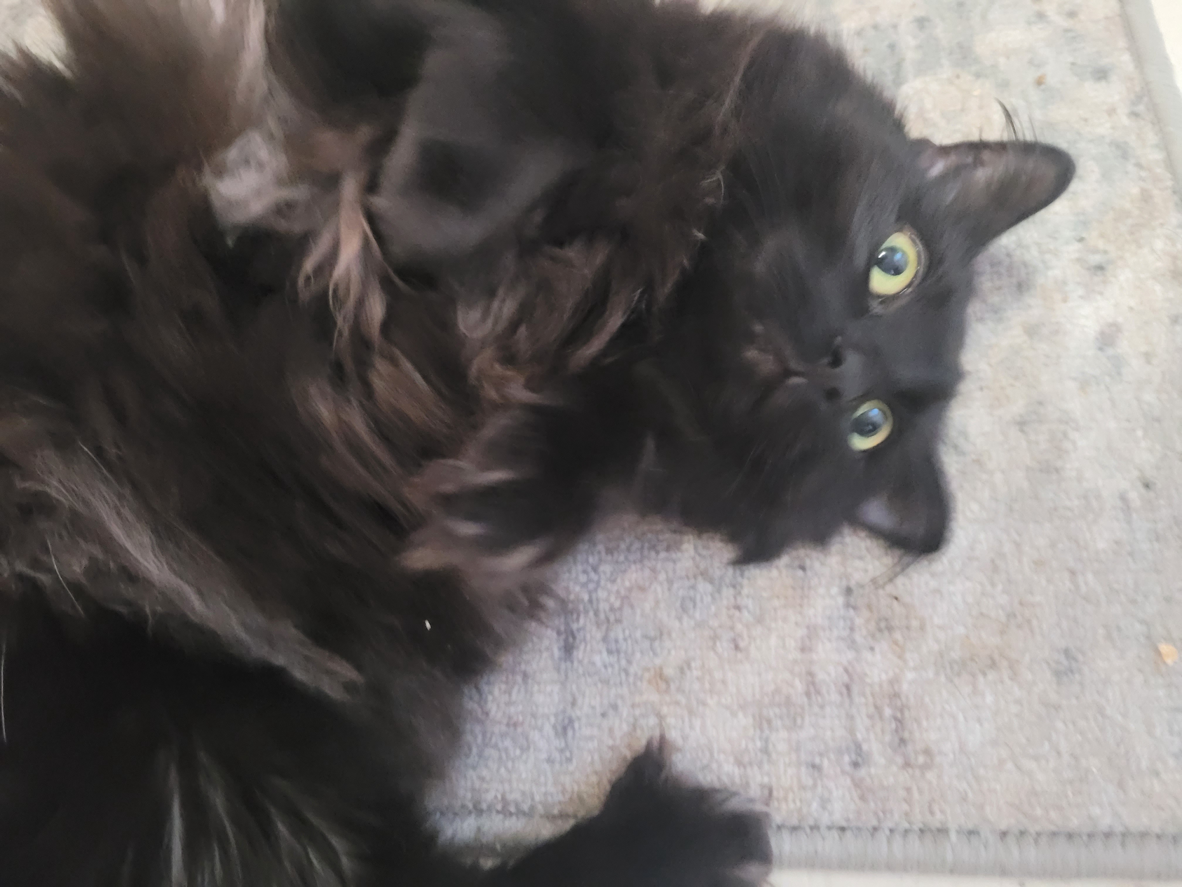 When You Ask a Cat to Be Your Model: