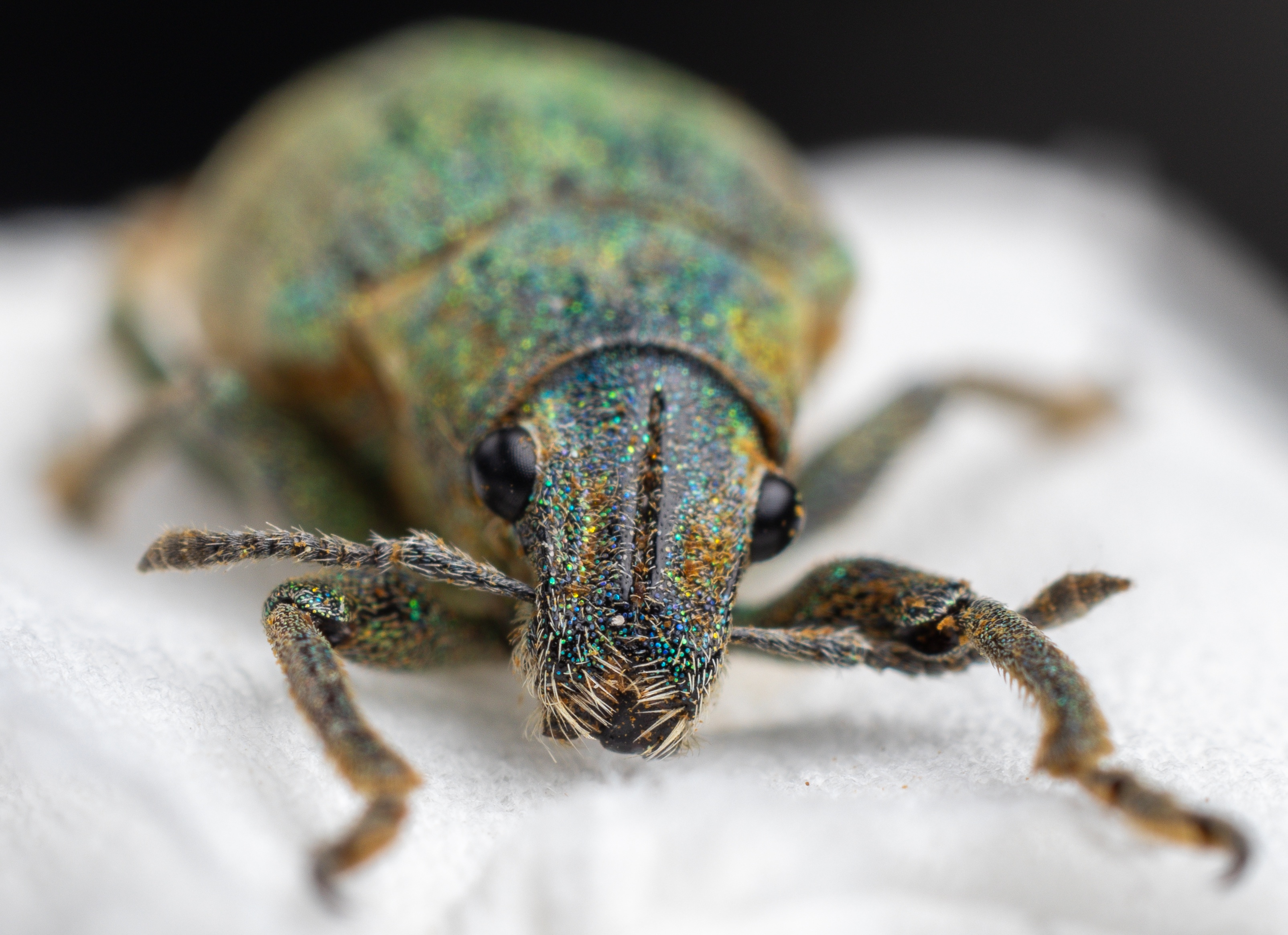 Inexpensive Macro Setup for Stunning Shots