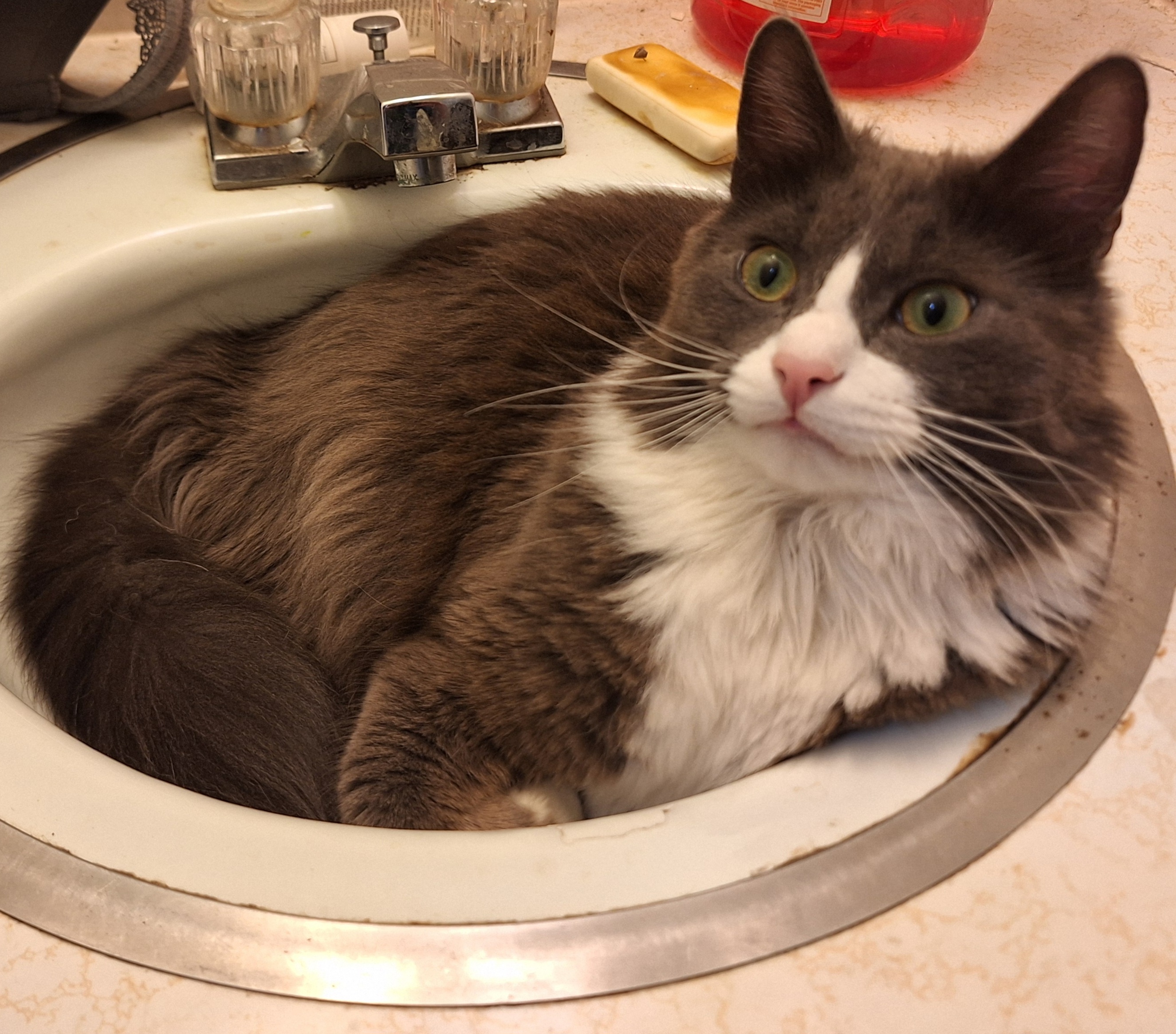 Why Cats Deserve to Be Considered Liquids