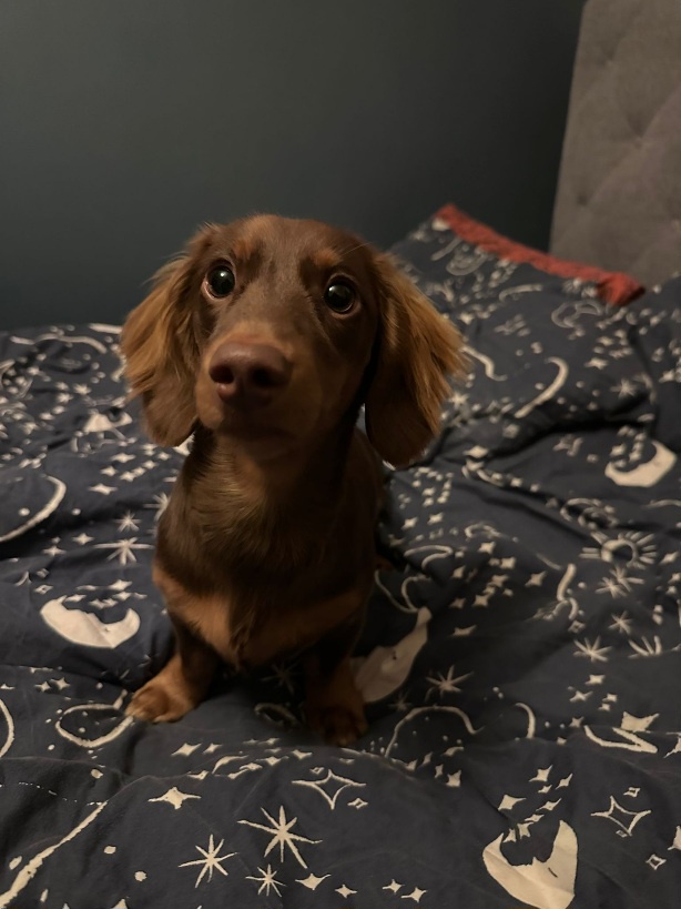 Noodle's Adorable First Haircut Experience