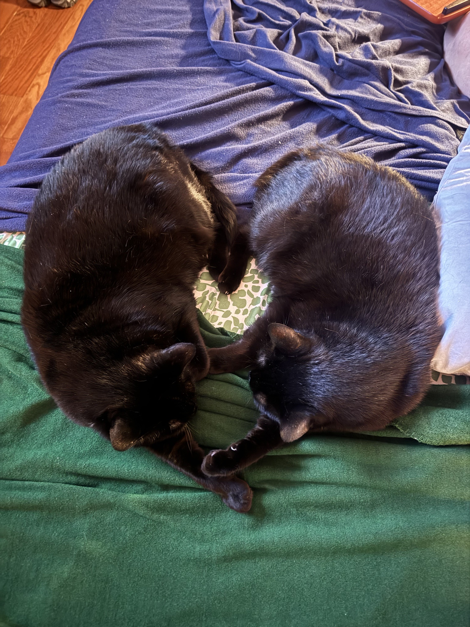 My twin voids hold the key to my heart