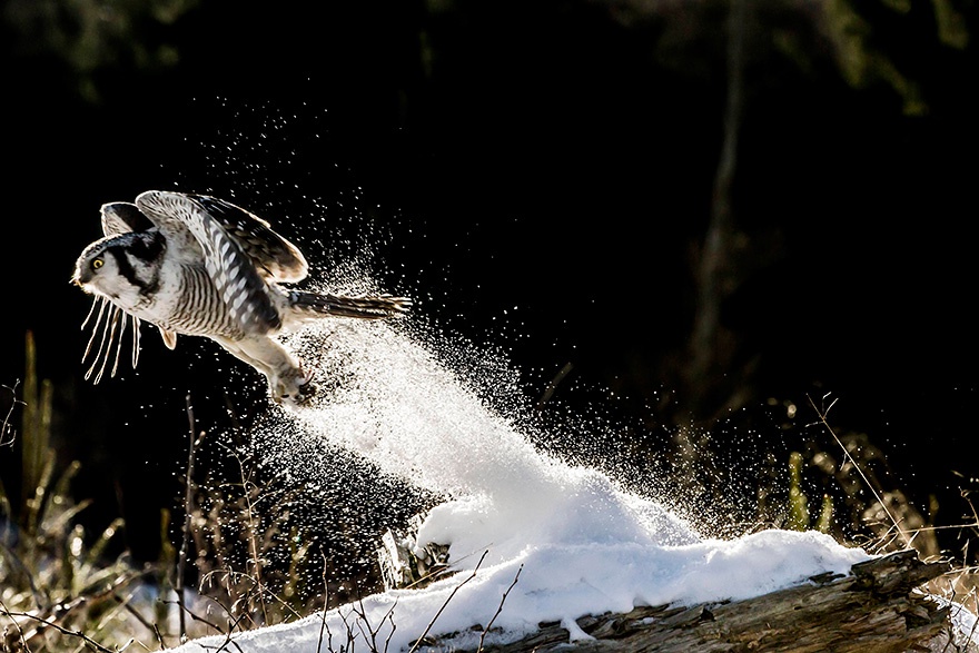 A carefully curated collection of Superb Owls for SuperbOwl Sunday