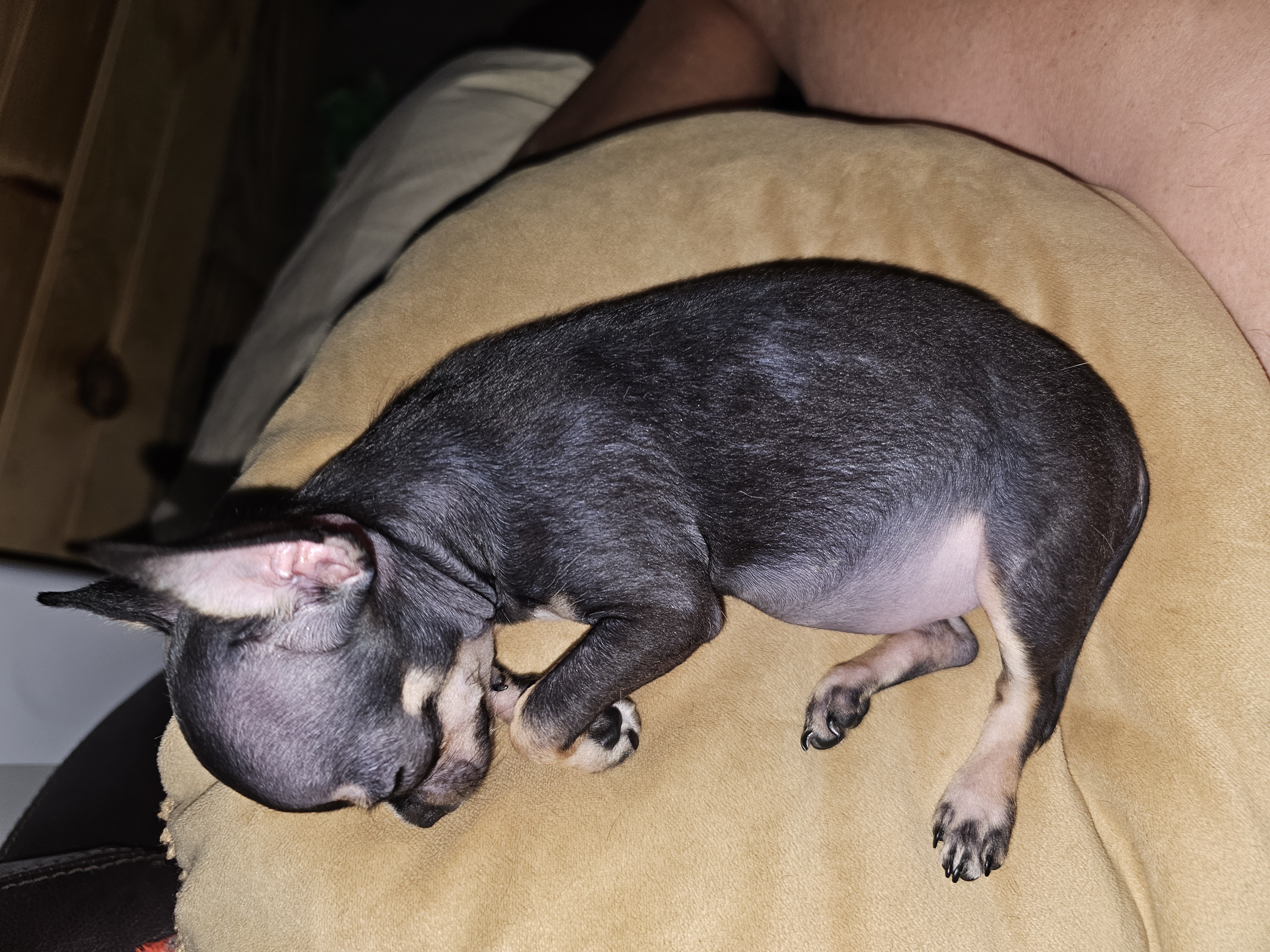 Inara: The Adorable Sleeping Beauty