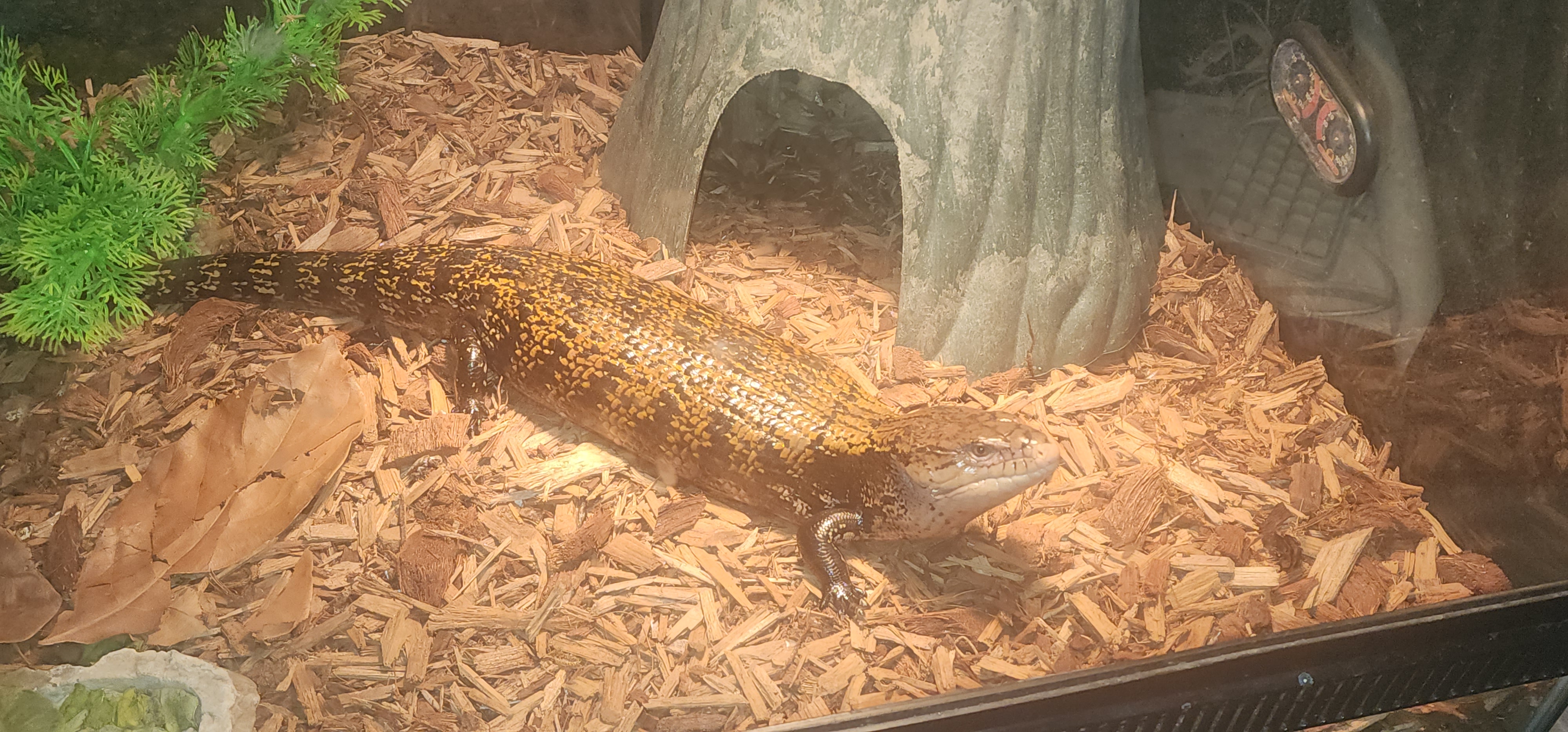 The Adorable Chonk