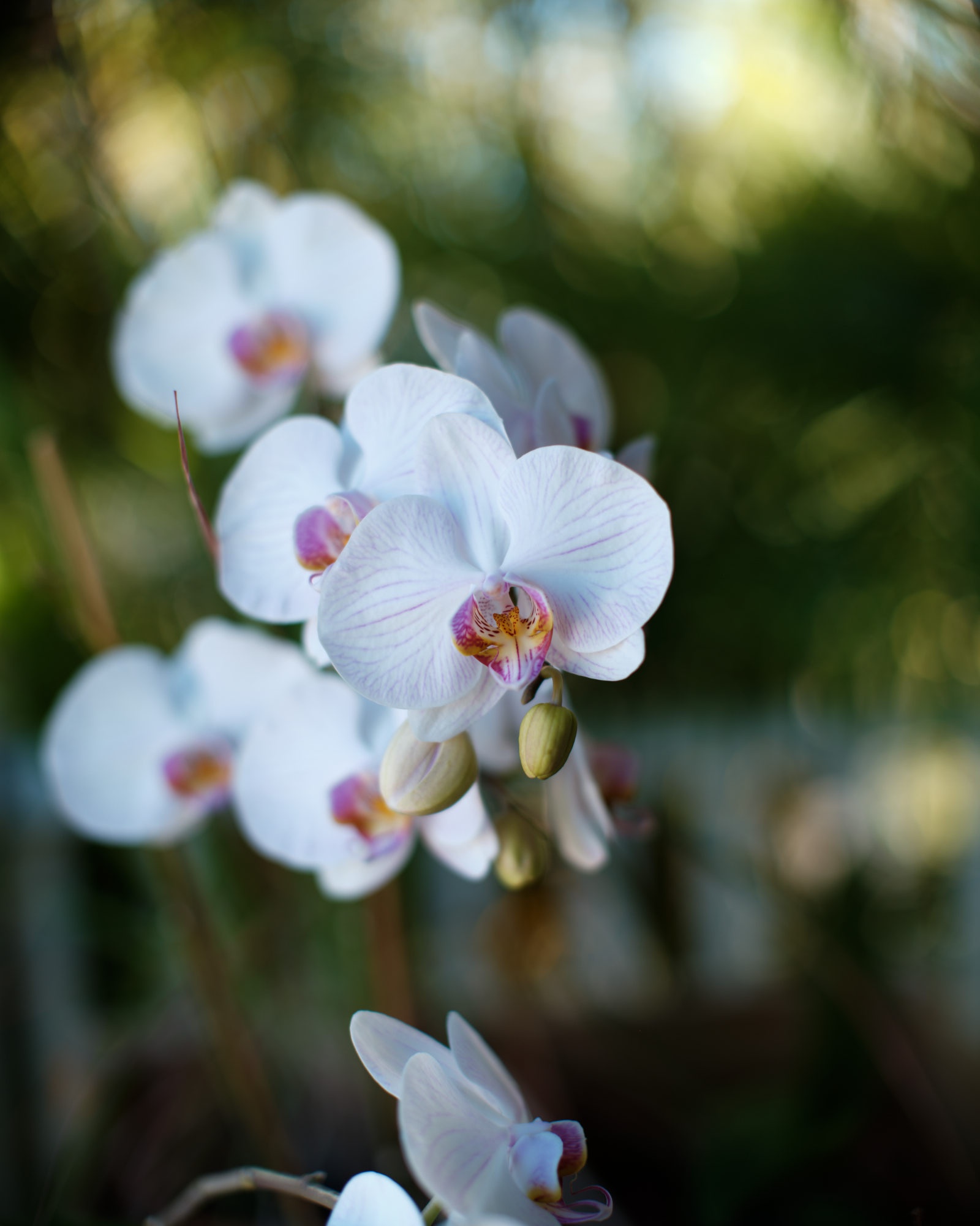 A Tropical Escape: Orchids on My Lanai