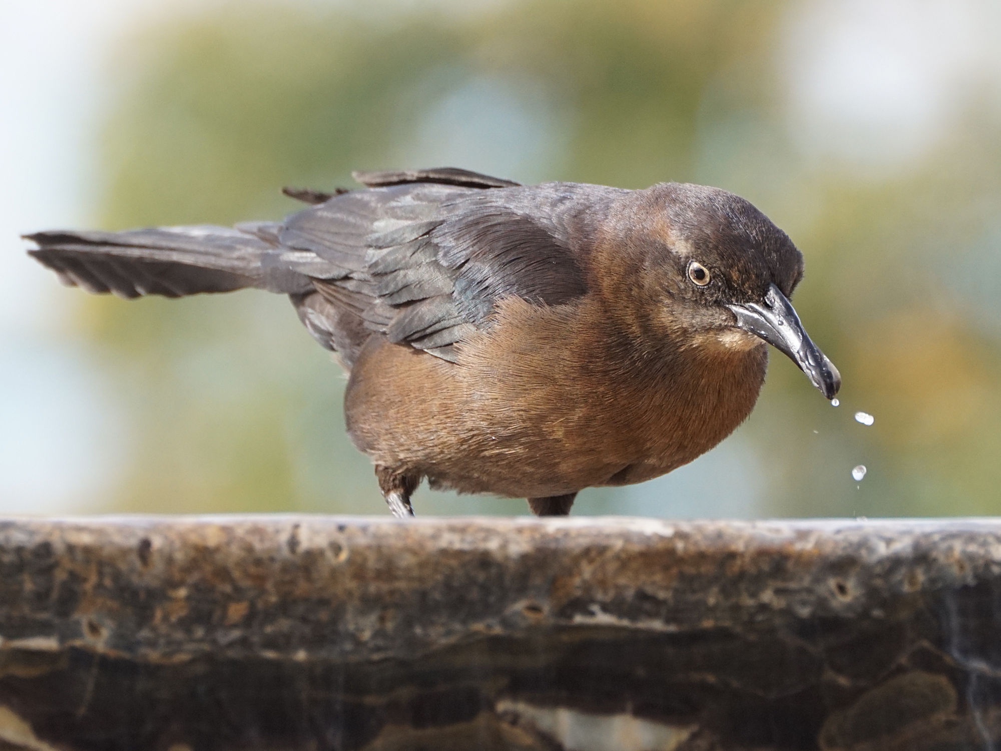 A Gathering of Grackles at the Fountain