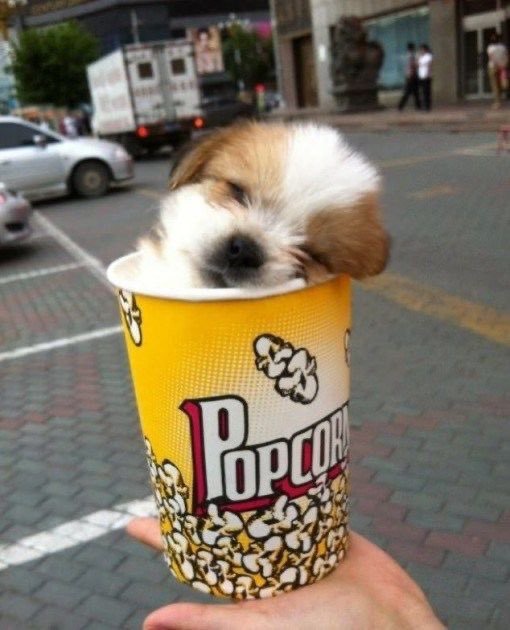 Delicious Pupcorn Treats for Your Furry Friends