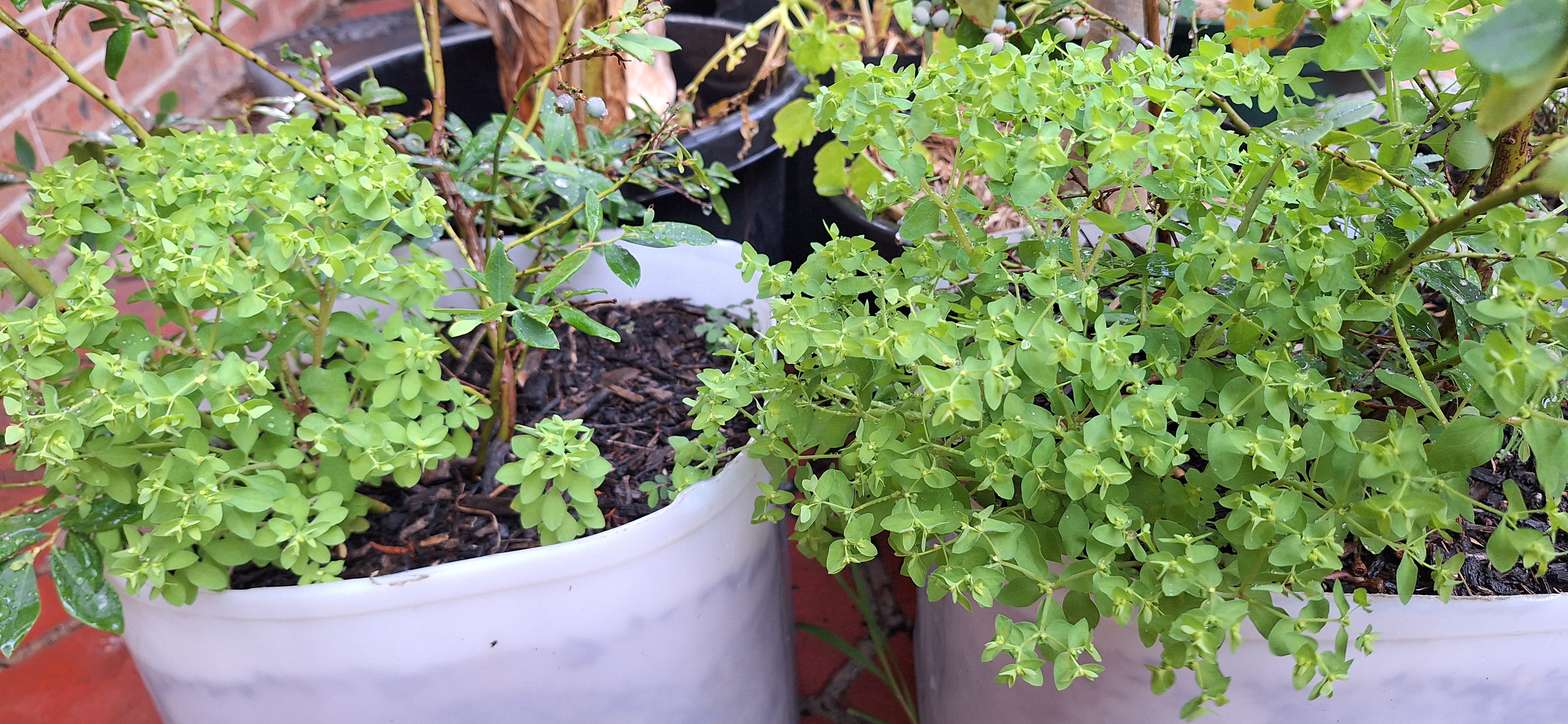 What Kind of Plants Are These Anyway?