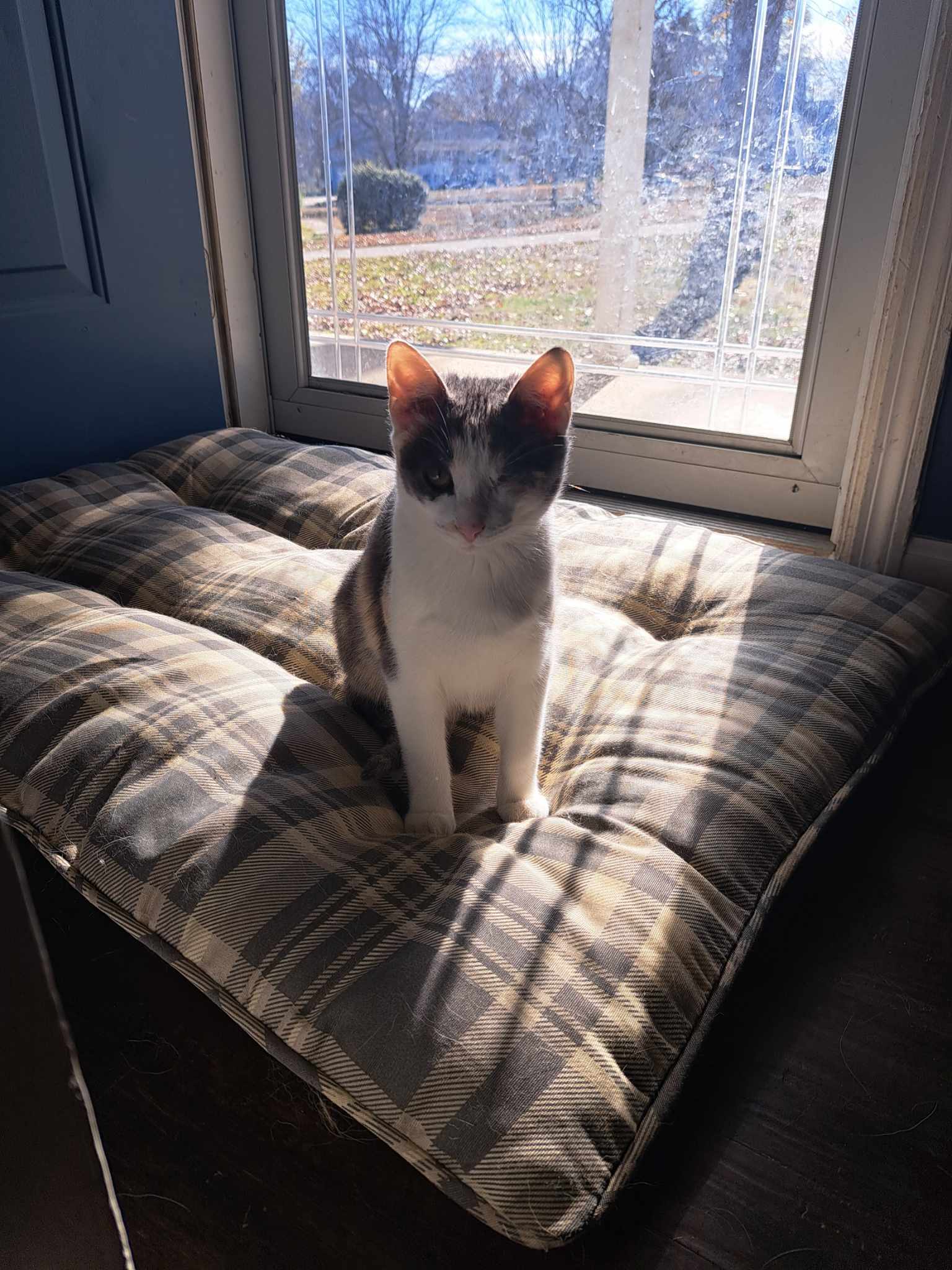 Sunshine and Sass: Queen Jasmine Reigns on Her Throne