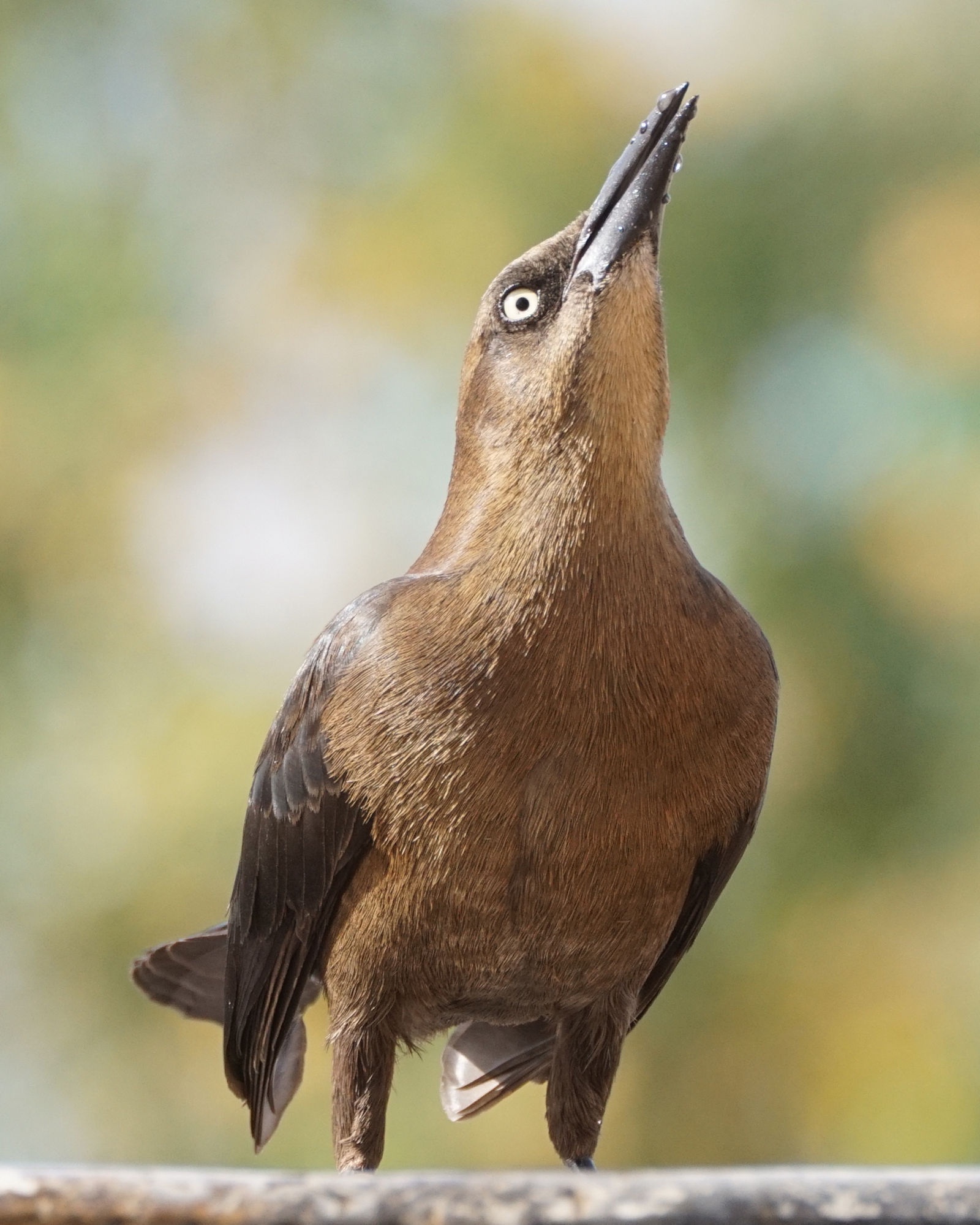 A Closer Look at Grackles Enjoying the Fountain